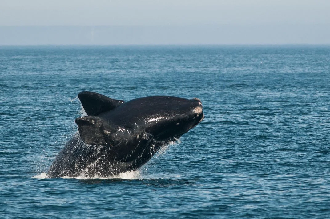 nick-hawkins-smithsonian-right-whales-4627.jpg