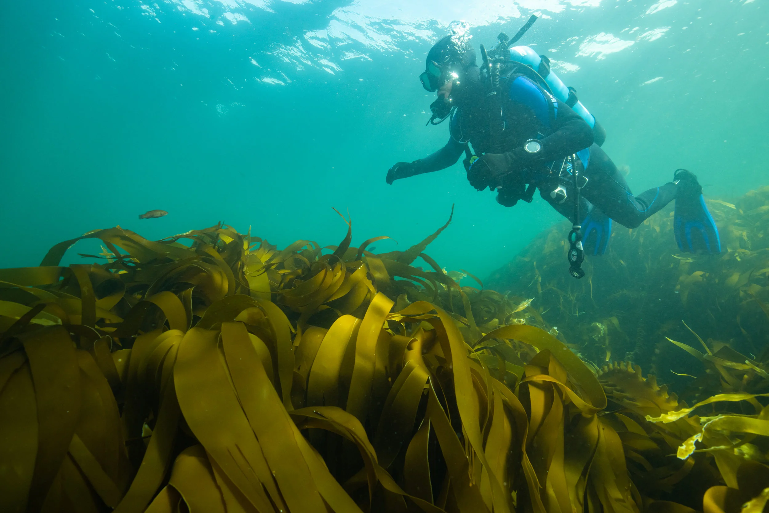 Diving in kelp beds on Nova Scotia’s Eastern Shore