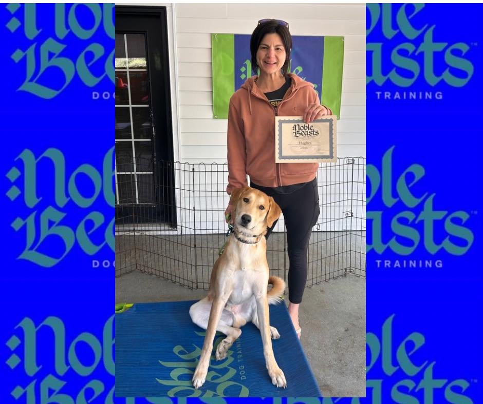 Hughes graduated! 🎓🐾⭐️
We are beyond thrilled at how well Hughes did with us. 
He no longer intimidates people and other dogs by lunging, growling and barking. 
Way to go Hughes! Now on to private lessons so we can ensure your success! 

#4legs4pet