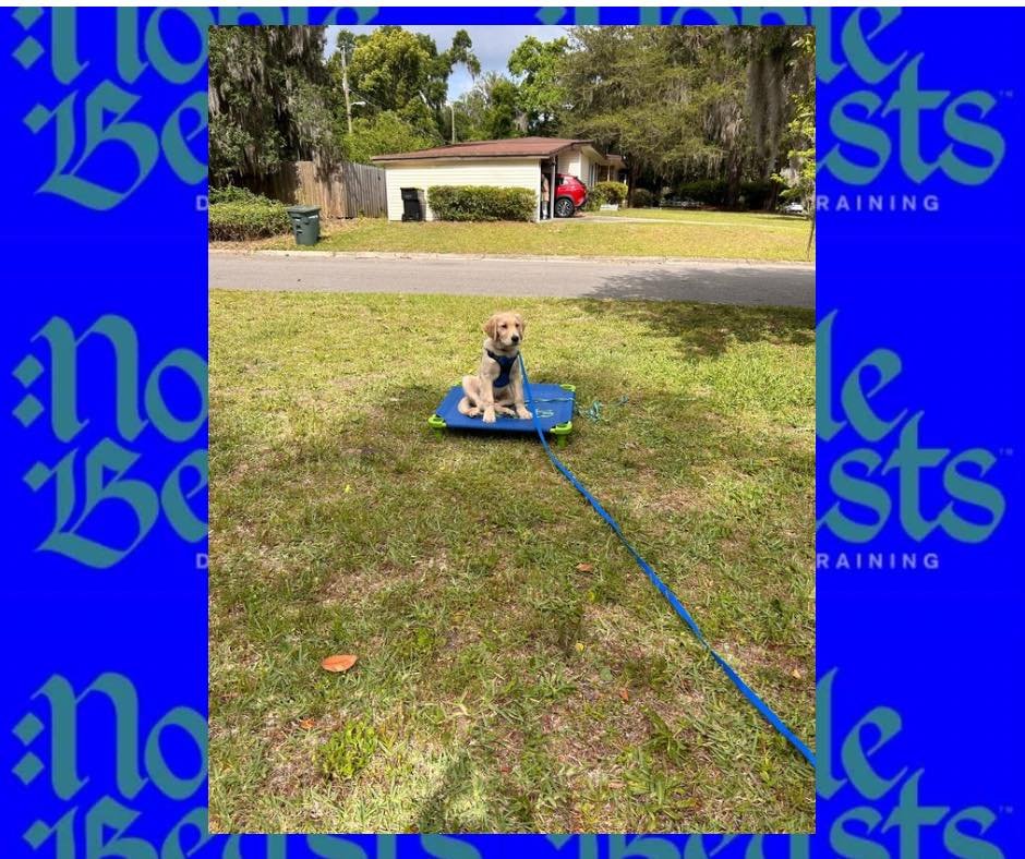 Finn is such a smart puppy! 
His owners are doing a fantastic job putting the work in and it shows! 

#trainyourdog #savannahdogtrainers #savannahdogtraining #4legs4petscots #4legs4pets #puppytraining #puppytrain #puppytrainer #puppytransformation #4