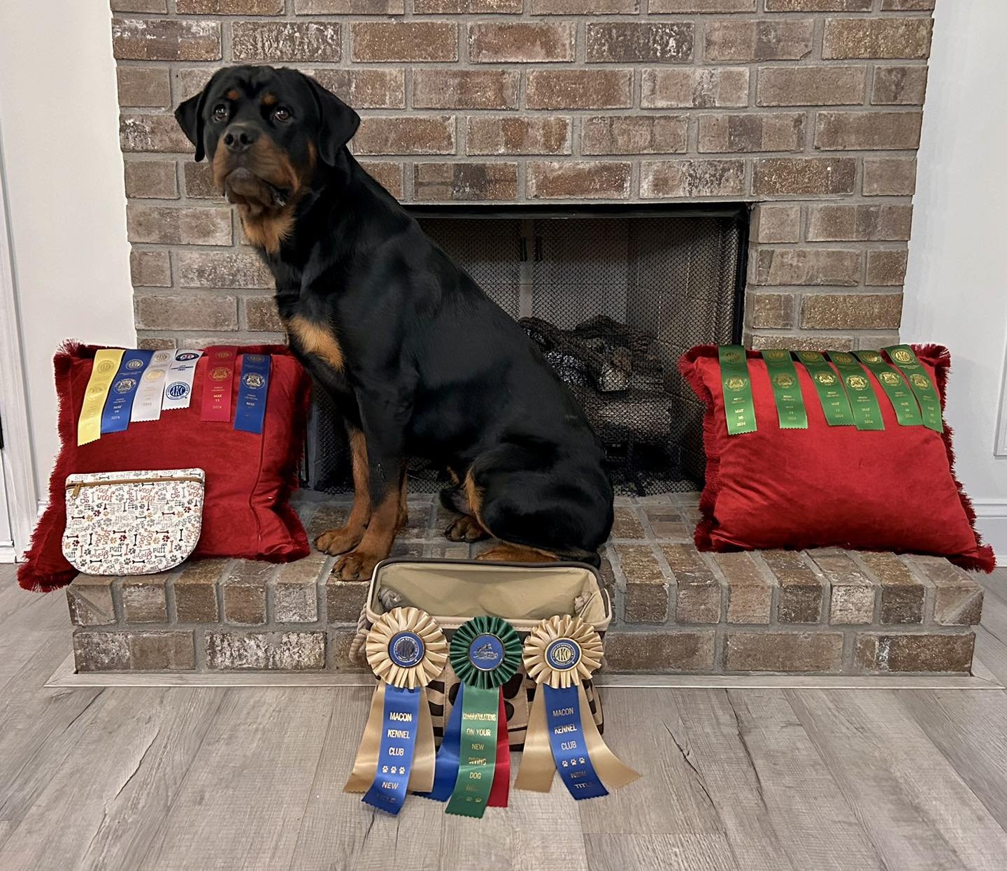 Weekend wrap up!!! 
Lukas had an amazing weekend!!🔥

2- 1st Place in Obedience 🥇🥇
1 - 2nd Place in Obedience 🥈
Earning his CD Title! 

Rally 3 Q&rsquo;s (3rd and 4th place respectively) Earning his RN Title! 

Personal Best of 18&rsquo;3&rdquo; i