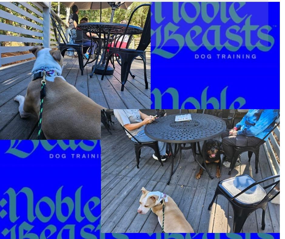 It&rsquo;s Hammer time! 🎵🎶🐾
Emcee did a great job on his lunch date today! 

#NobleBeasts #noblebeastsdt #noblebeastsdogtraining #dogtodogsocialisation #noblebeasts #dogtrainersavannah #savannahdogtrainer #bullymixbreed #bullymi̇x #bullymixes #bul
