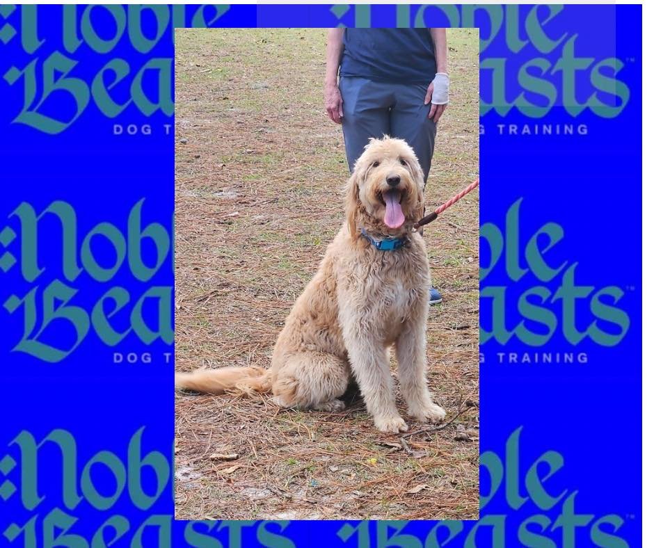 Sunshine! 🌞☀️🐾
Sunshine is a golden doodle that is with us for training so she can learn that pulling her owner on the leash is not acceptable! 🐕

#NobleBeasts #noblebeastsdt #noblebeastsdogtraining #noblebeasts #dogtrainersavannah #savannahdogtra