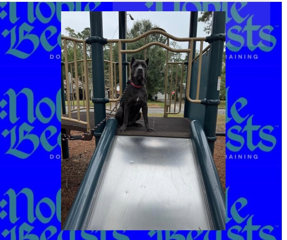 Karma! 🐾
Environmental training is vital for a young fearful dog. 
Karma is doing a great job learning that the world is not a scary place! 🐾

#dogtrainersofinstagram #dogtraining #dogtraininglife #canecorsoitaliano #canecorsolove #canecorsofans #c