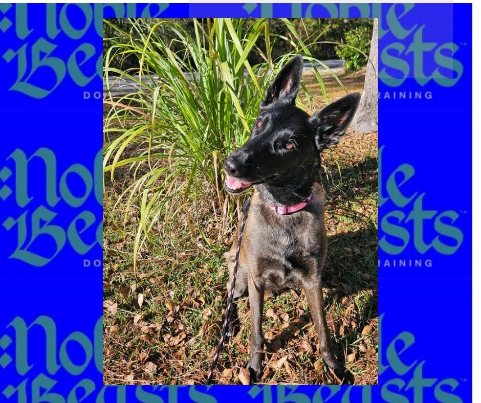 Kahleesi! 🐕
Kahleesi has joined us for training to address her severe reactivity to other dogs and people! She is extremely fearful and lets you know it! 

#malinois #malinoislife #malinoisofinstagram #malinoisdog #malinoisofficial #malinoislove #ma