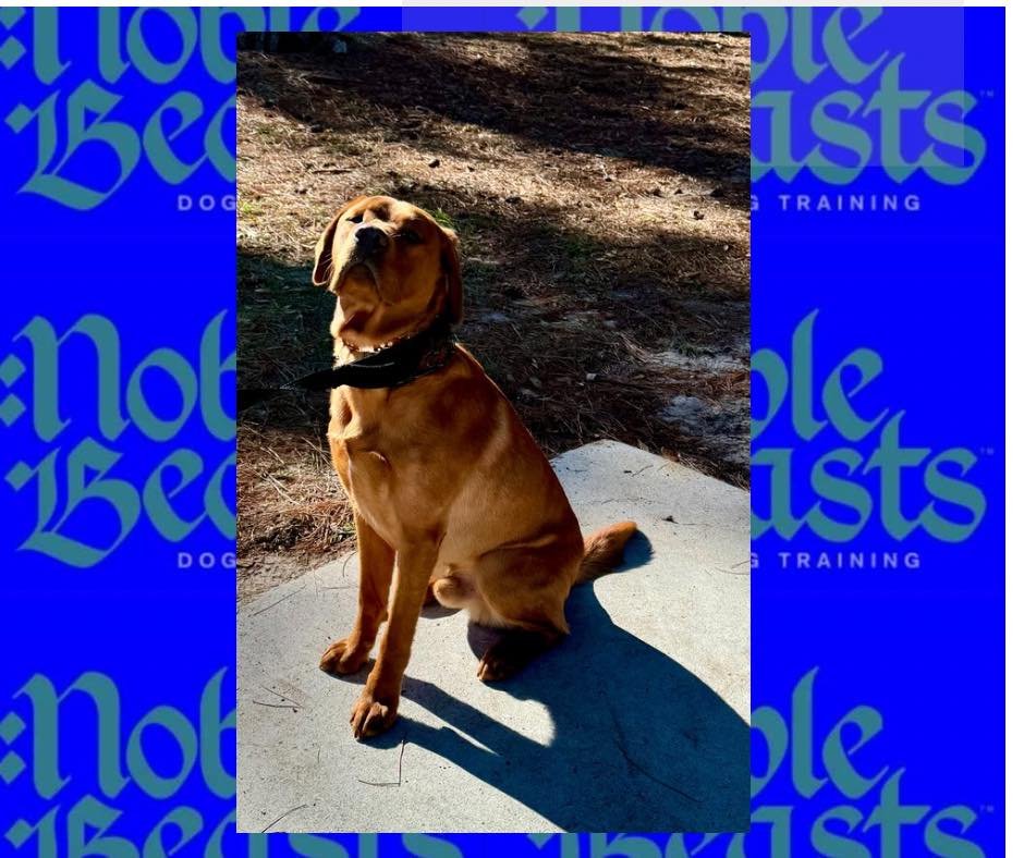 Milo! 🐾🐕
Milo is a young lab that is with us for training so he can learn how to be the best dog he can be!! 
He&rsquo;s so handsome! 🥰🐾

#NobleBeasts #noblebeastsdt #noblebeastsdogtraining #noblebeasts #dogtrainersavannah #savannahdogtrainer #la