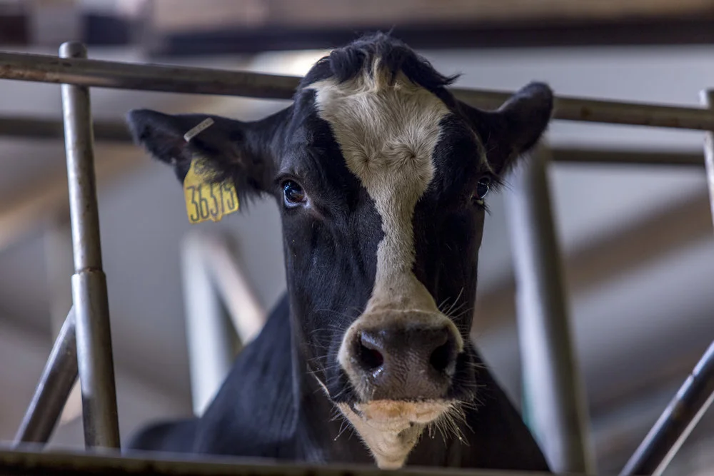 Friona Cattle.jpg