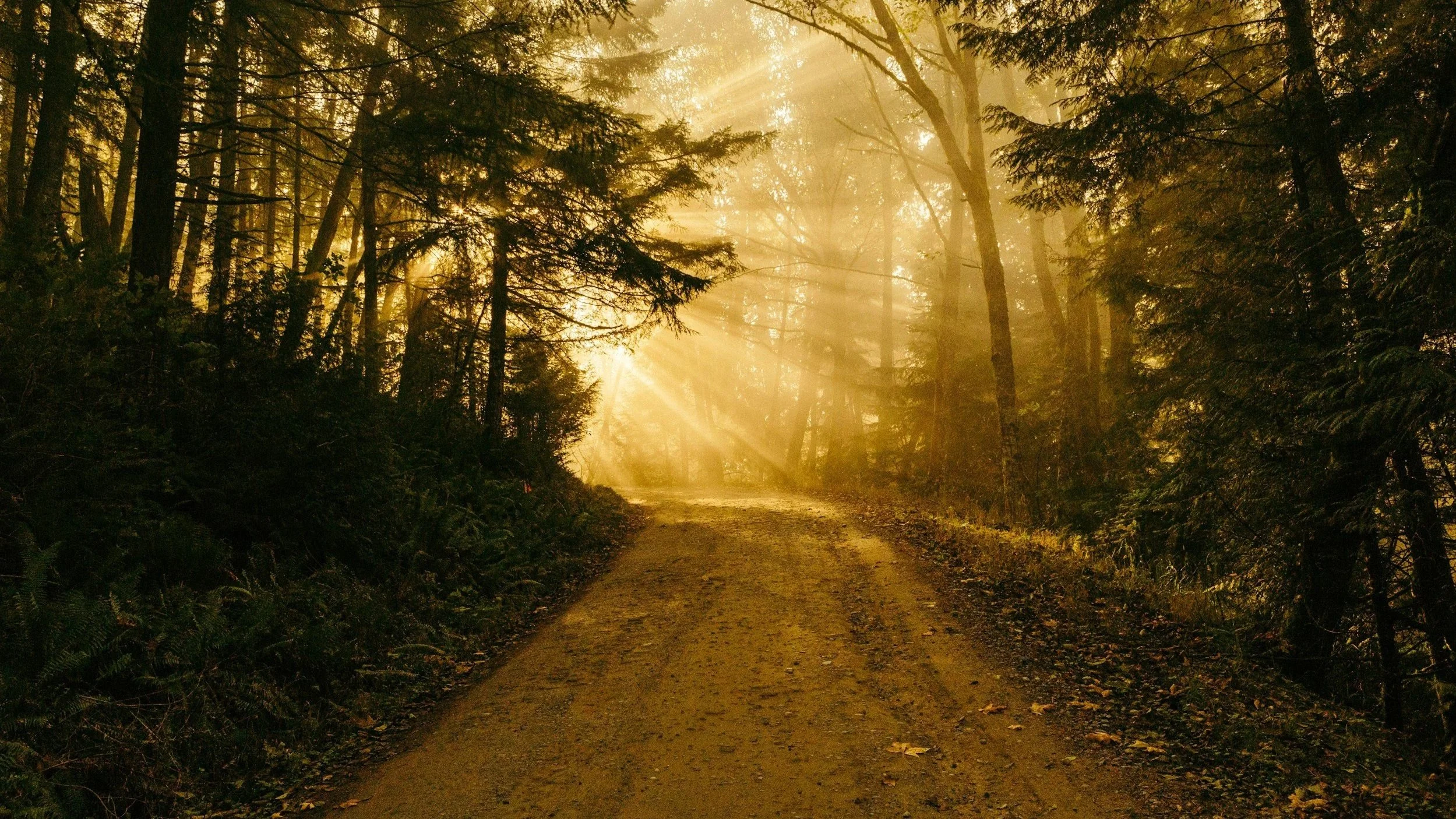 The Shepherd Overcomes Indecisiveness: 4 Biblical Steps to Making Wise Decisions