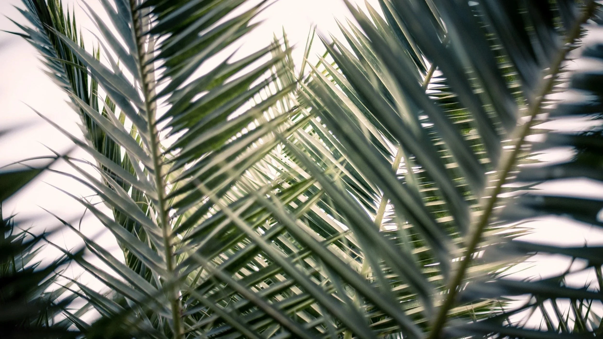 Why Do We Miss Jesus Even When We Know About Him? 3 Truths from Palm Sunday