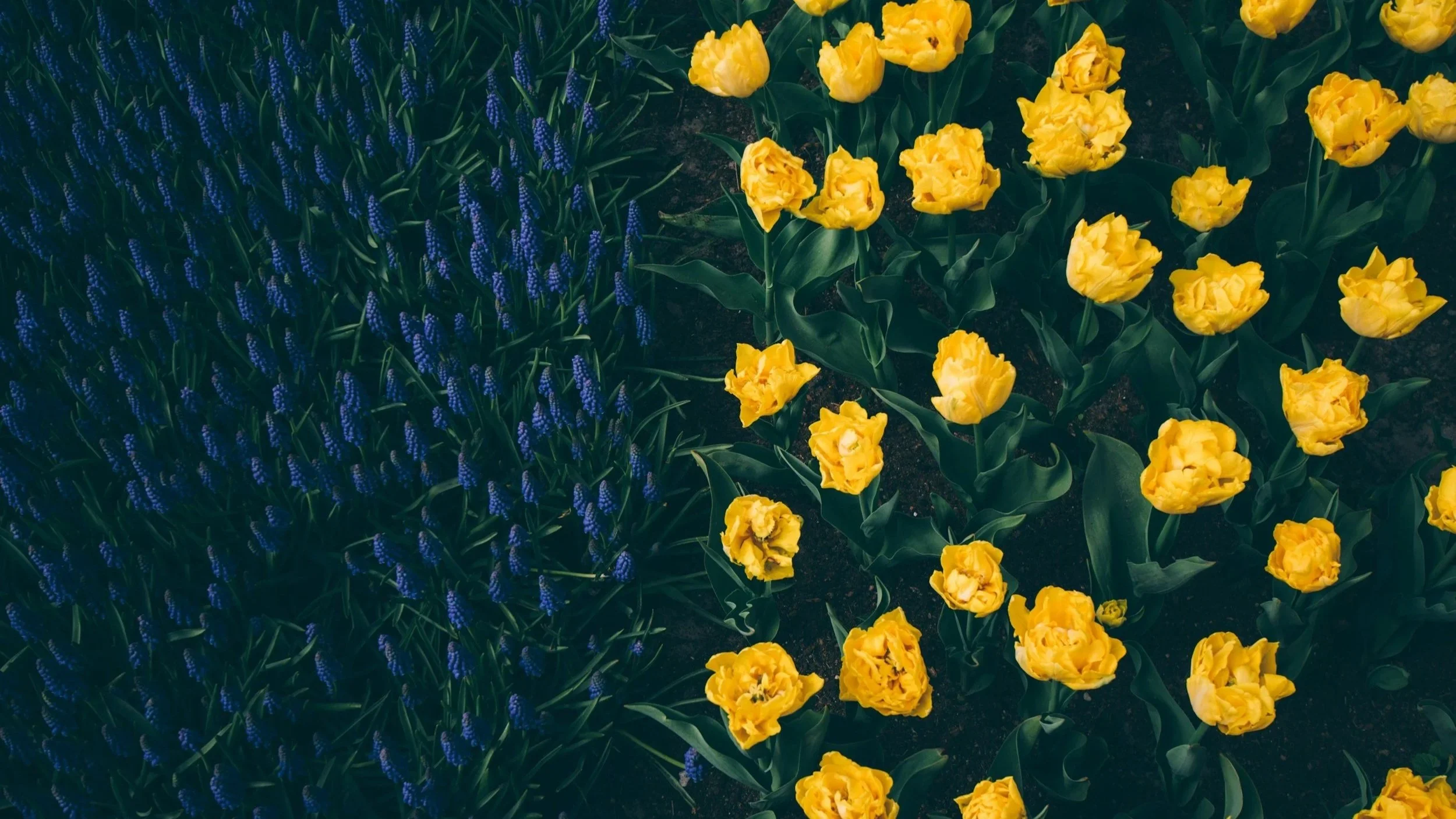How To Live For Jesus in a Divided World