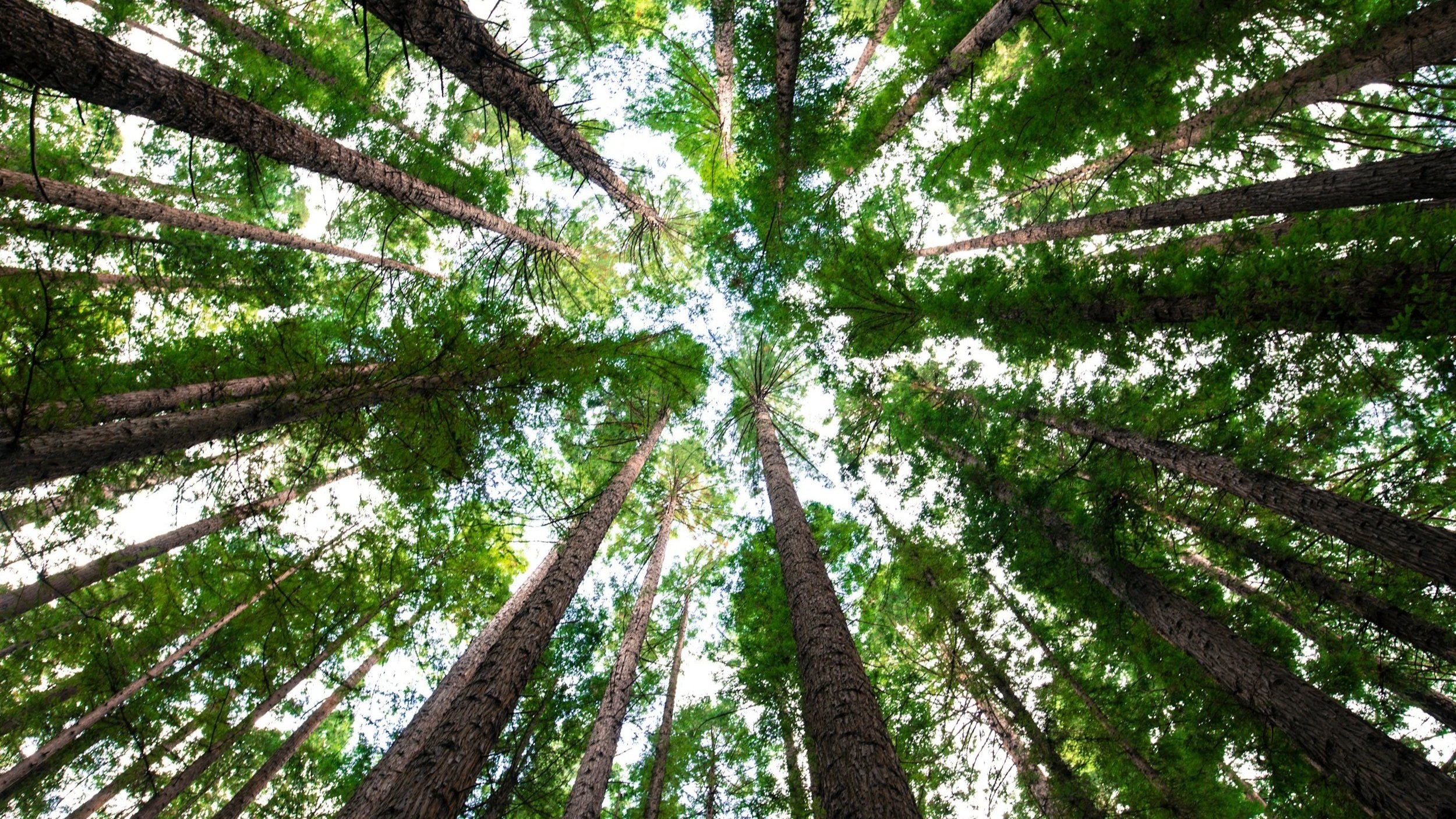 3 Ways to Grow in Your Faith and Become More Like Jesus