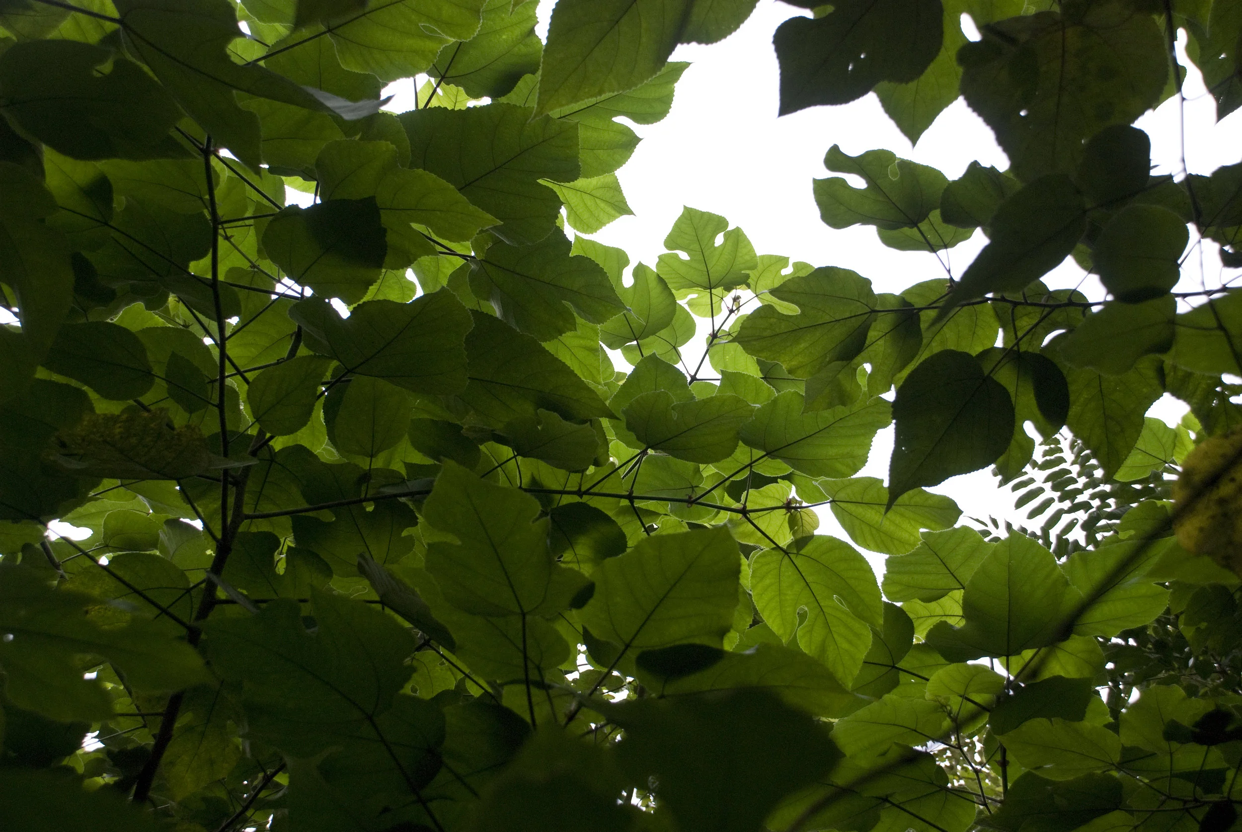 pulp mulberry growing 1.jpg