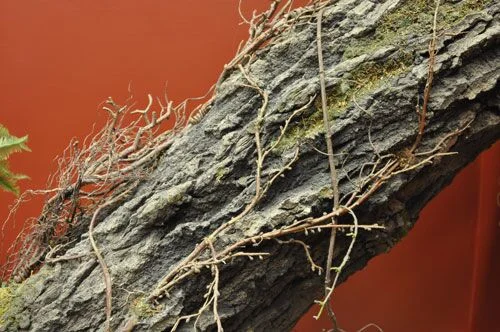 closeuptree.jpg