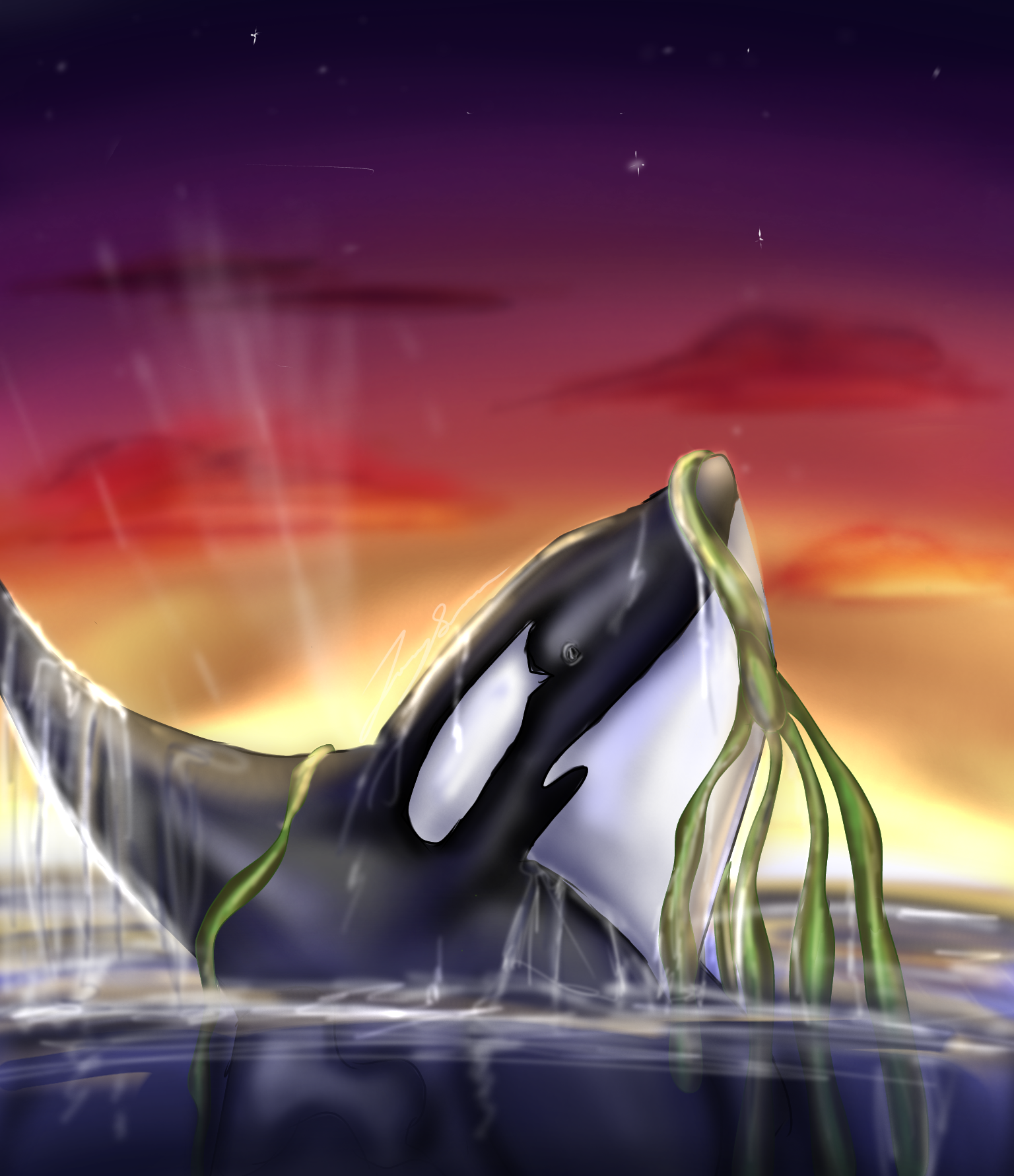 Orca playing with kelp piece