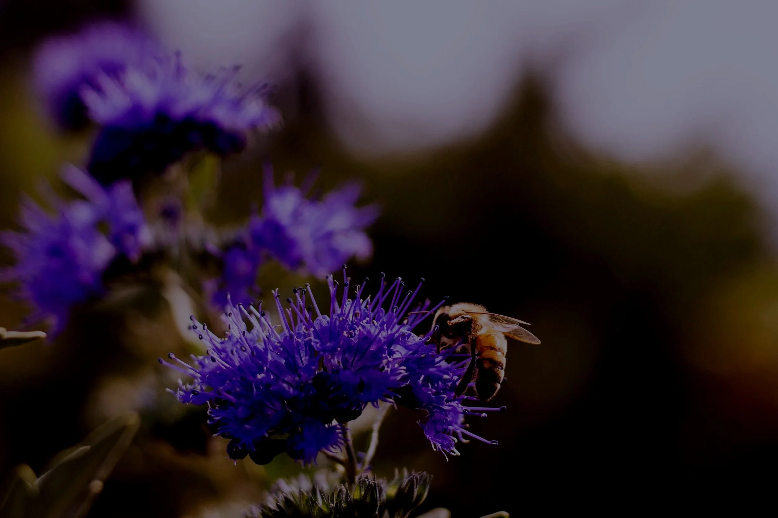 A bee landing on purple flowers, with more purple flowers in the background as the sun shines on it