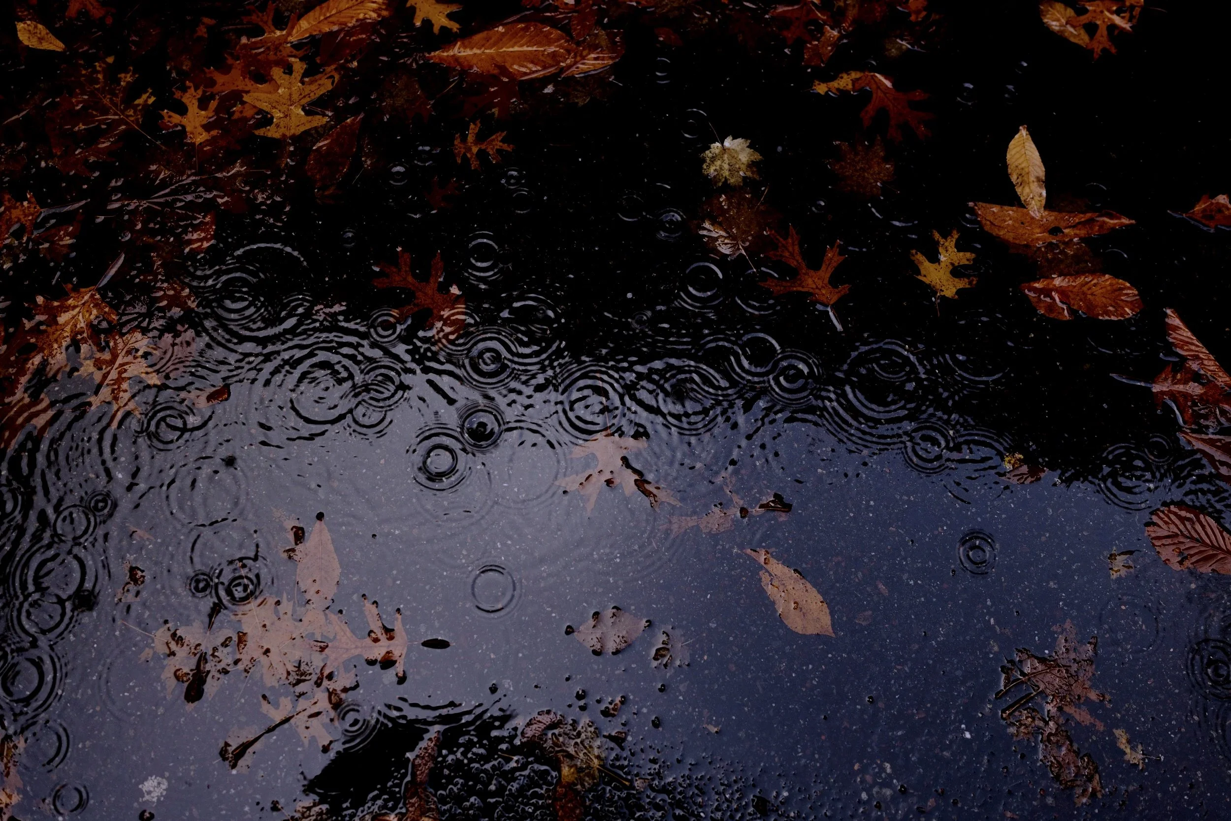 Rain falls into a puddle that also contains leaves during the fall.