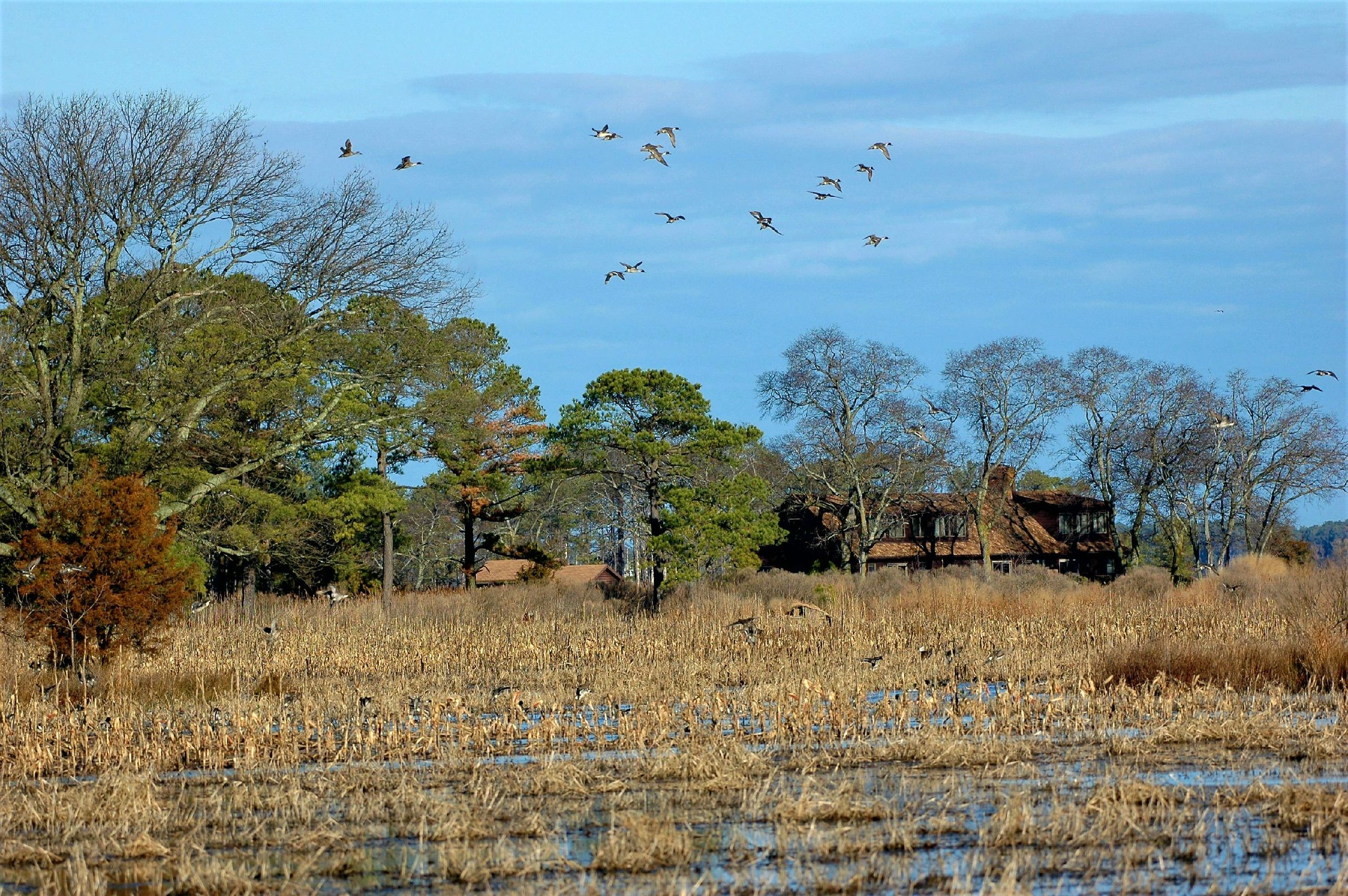 Resized_migration12_feb19_2018_(2).jpeg