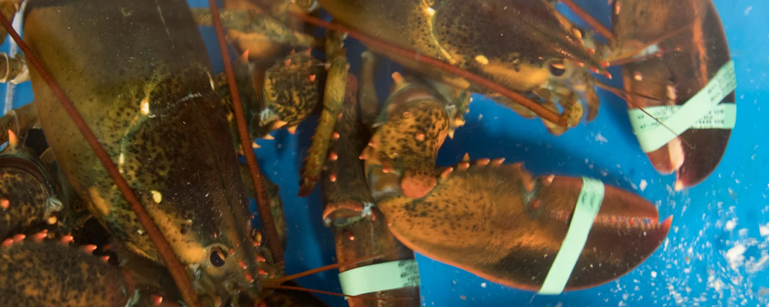 lobster header-8693.jpg