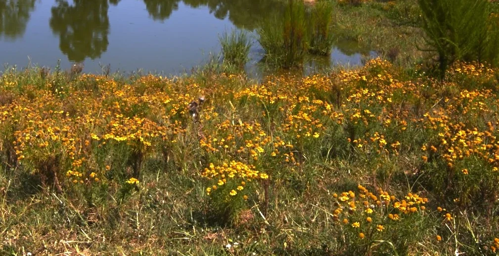 1 Samuel 1:6-7...Keep your cool...