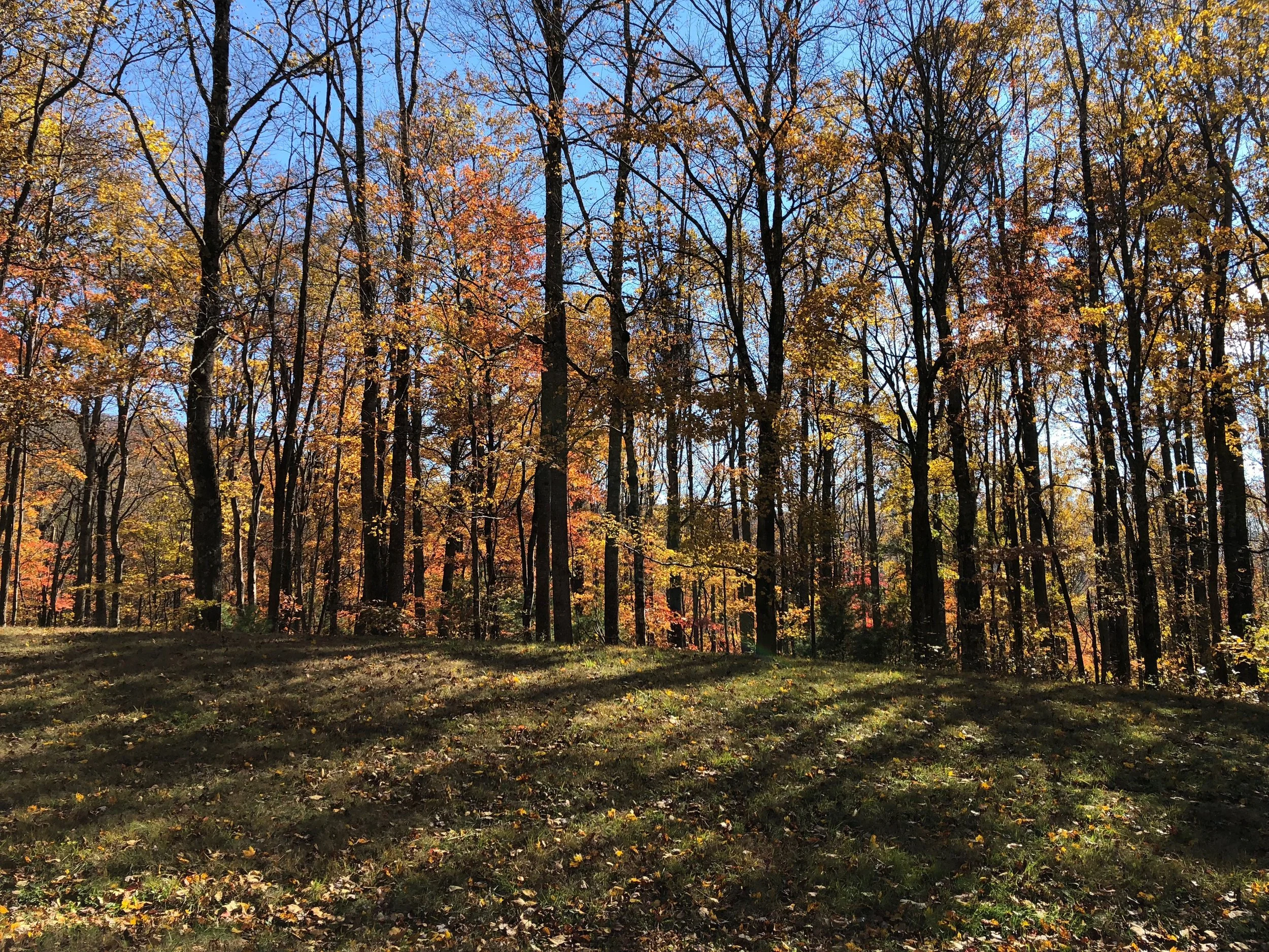 Psalm 92:1-2...Praise the Lord...