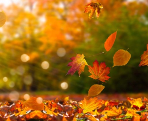 3 Autumn Health Tools to Feel Warm and Grounded