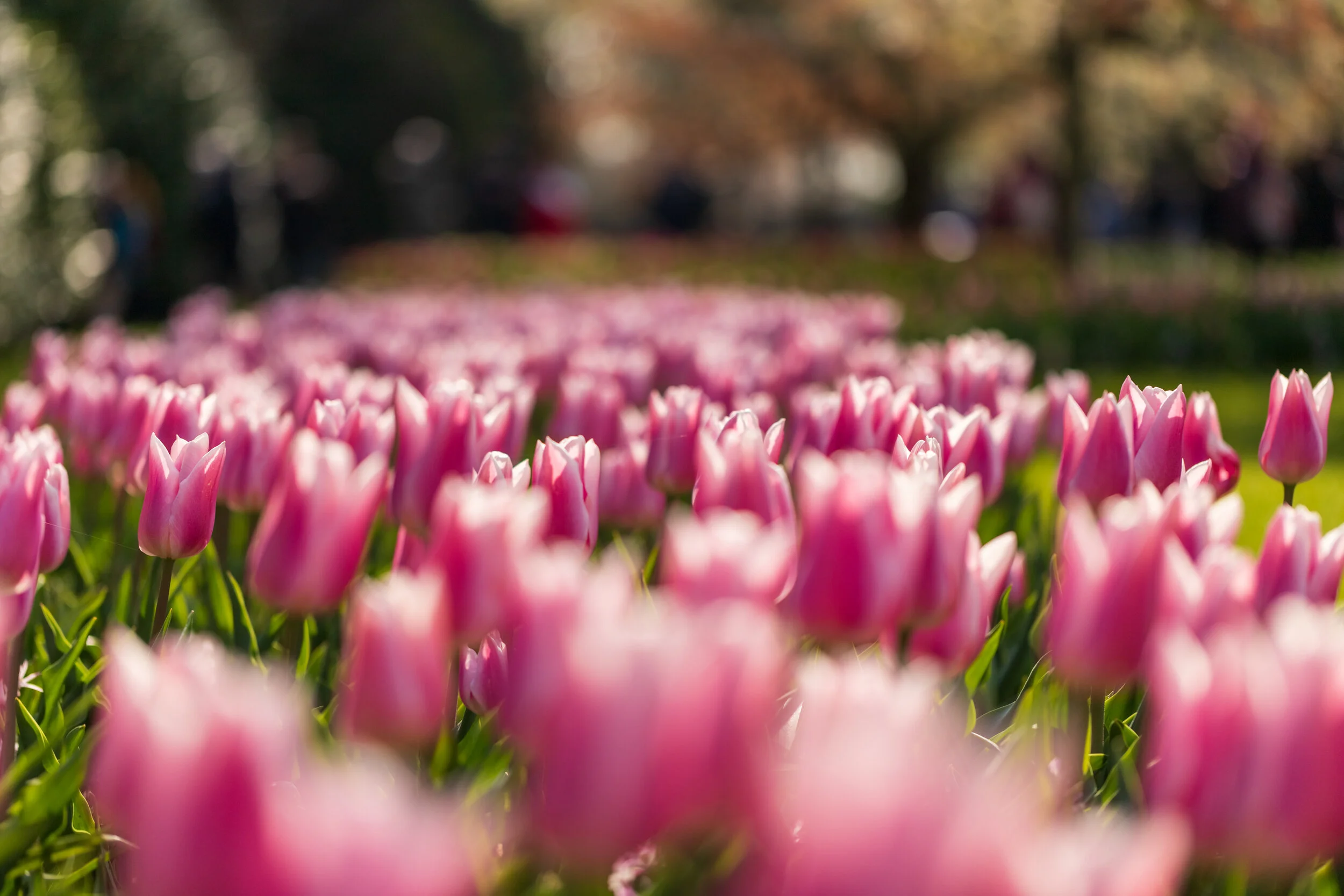 Keukenhof 2019
