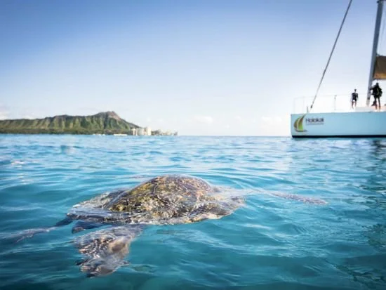 Sea Turtle in Waikiki Snorkel Tour