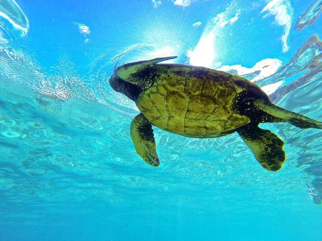 A sea turtle swimming underwater in clear blue water with sunlight filtering from above during a snorkel boat tour in Hawaii.