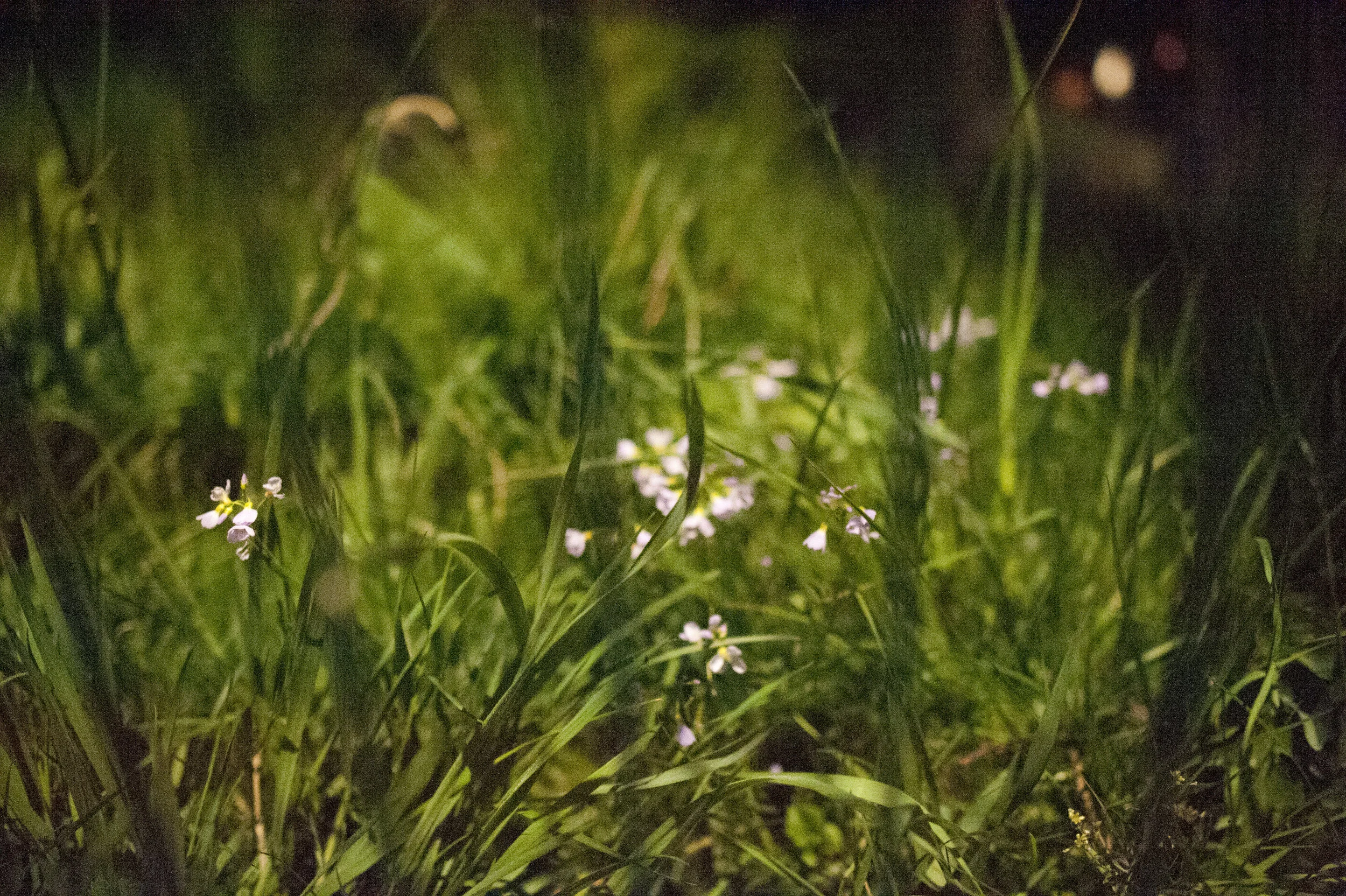 DSC_3630mod.jpg