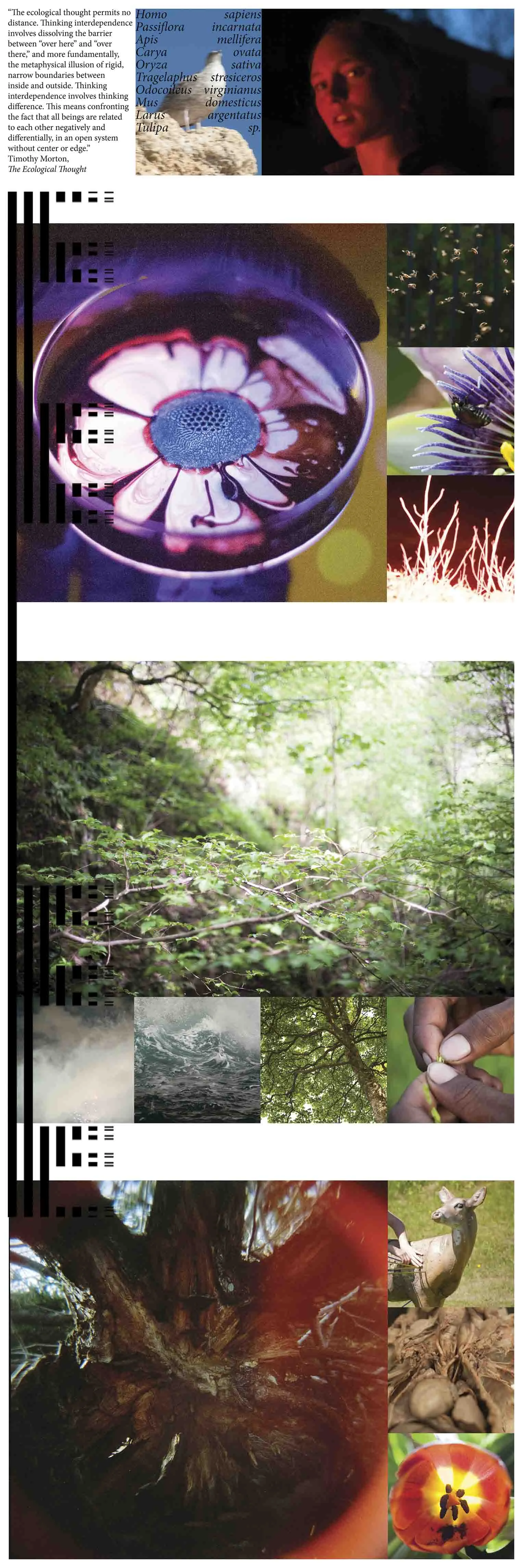 Adrian collagemod_1.jpg