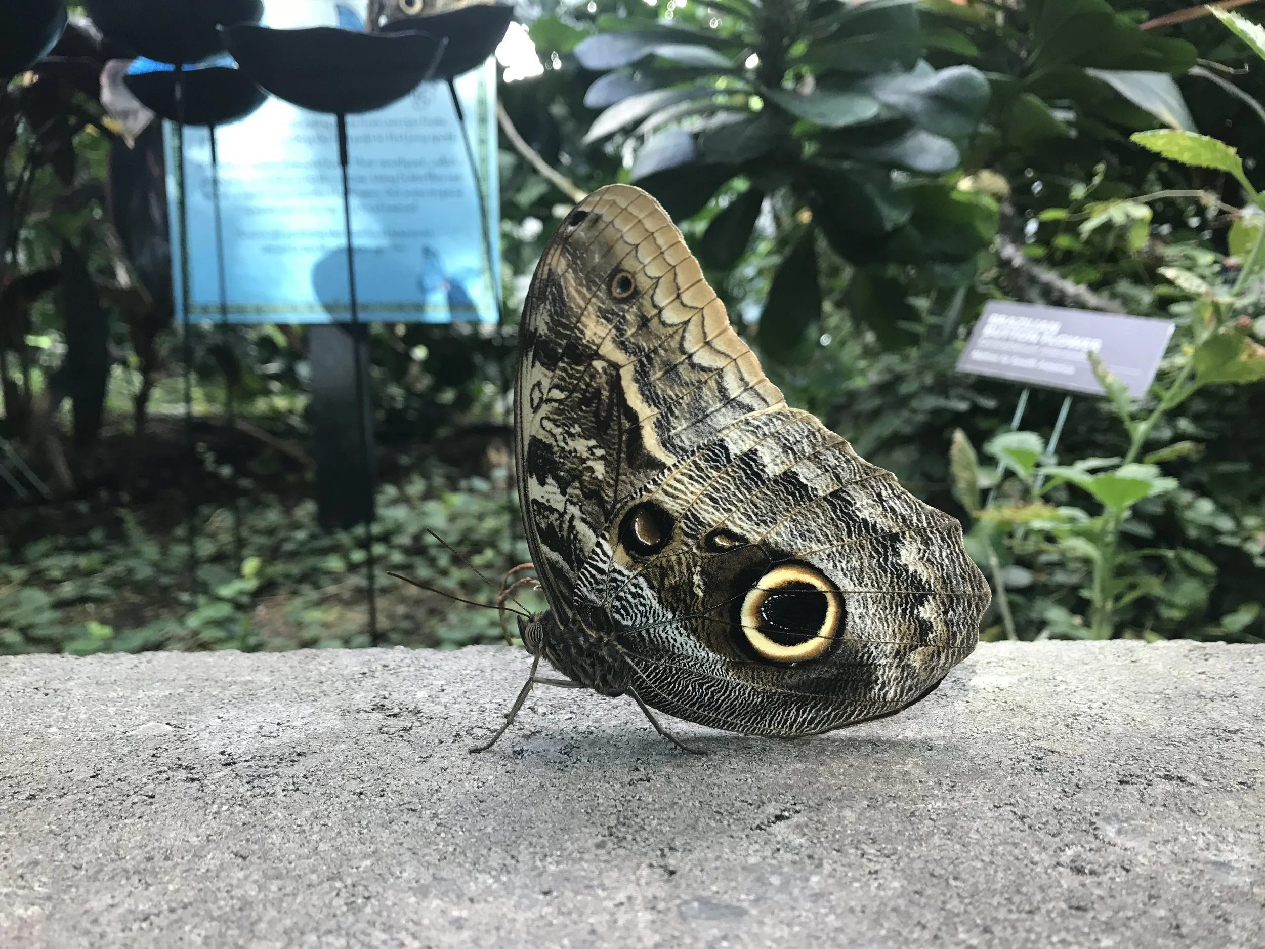 An Owl Butterfly