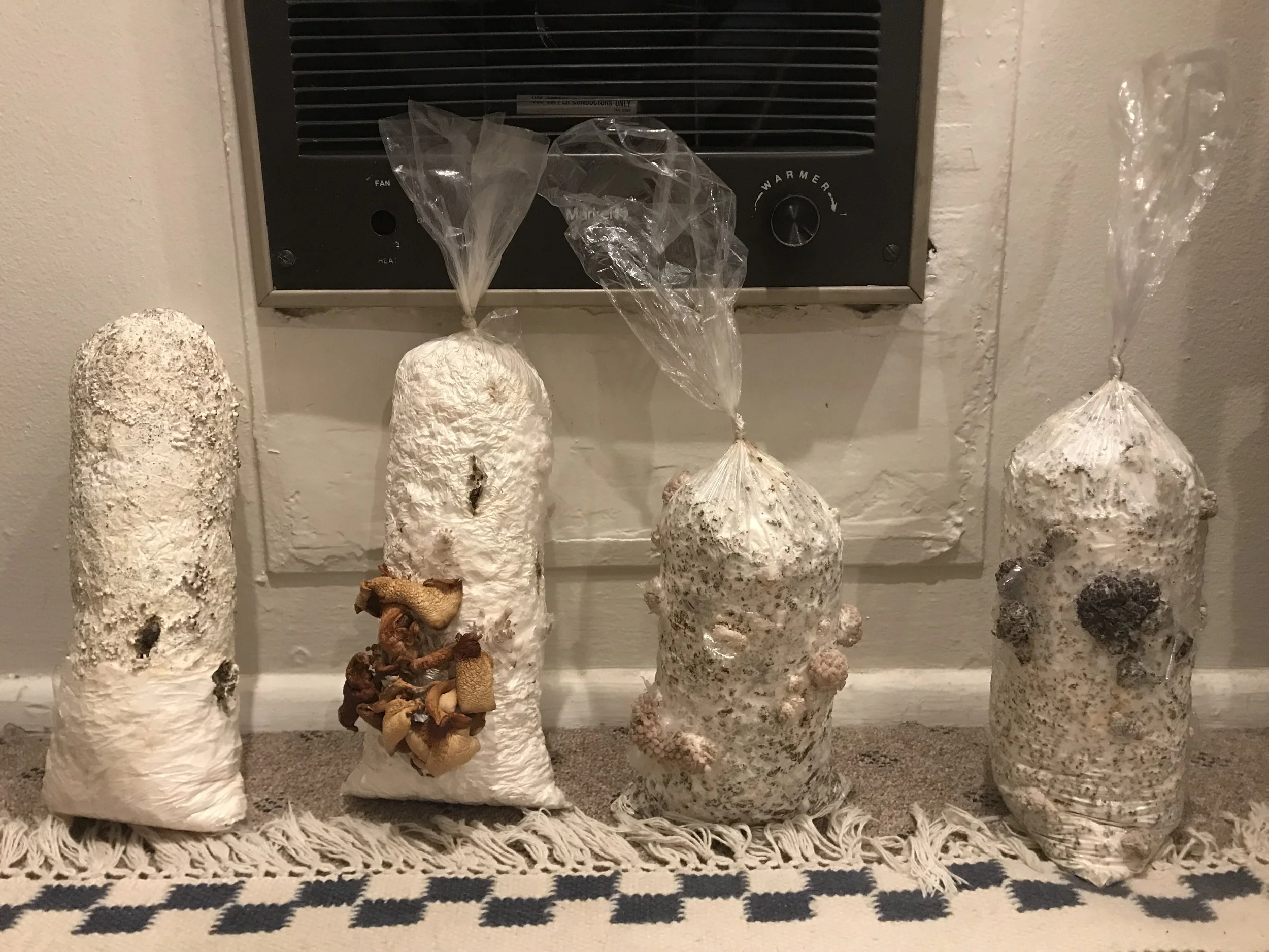 A couple different kinds of oyster mushrooms at different stages of growth. I discovered that light levels and temperature can dramatically change the color of the mushrooms’ caps.
