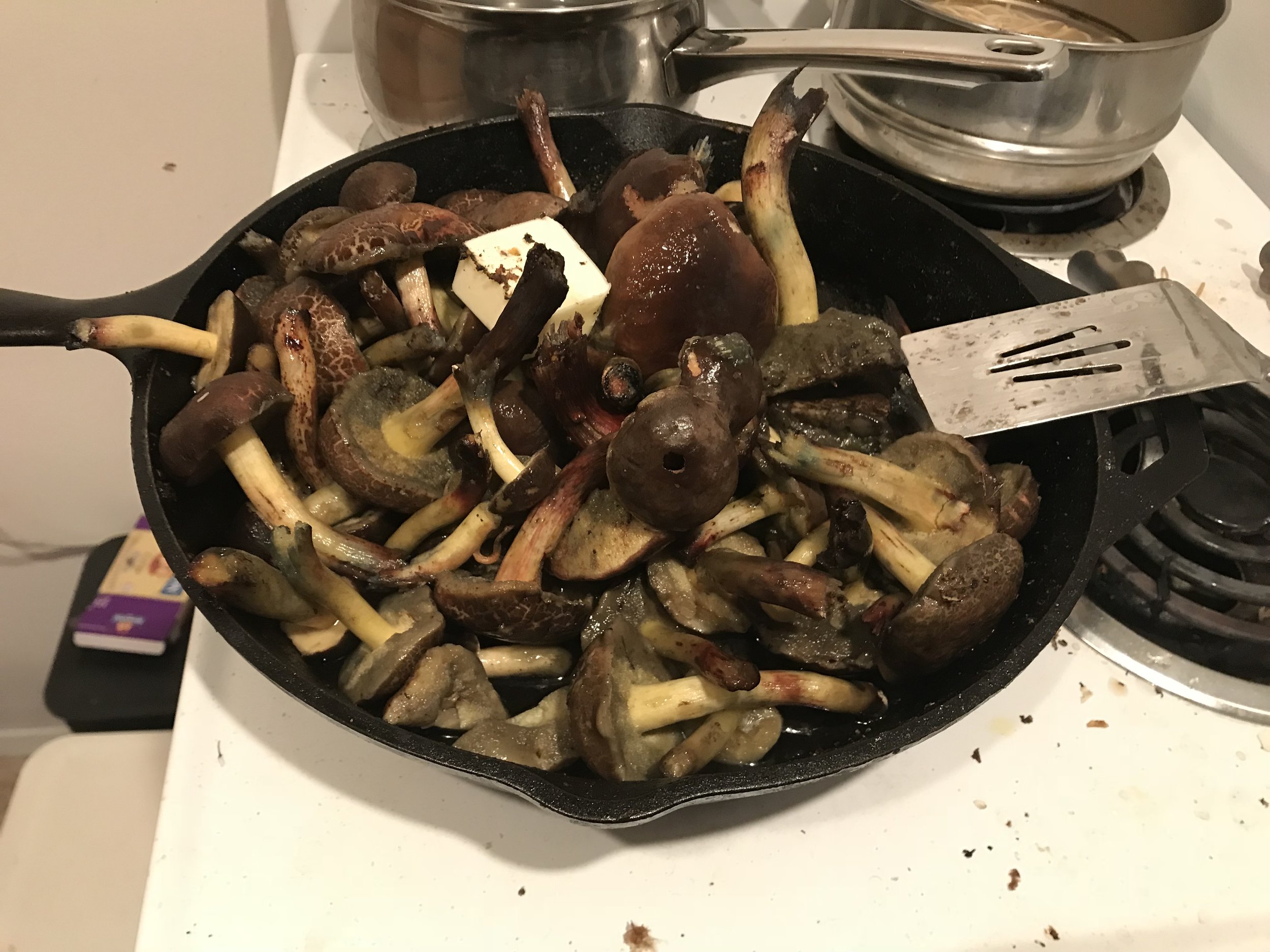 Cooking up some red cracked boletes ( Xerocomellus chrysenteron ) — arguably my favorite mushroom. Some people aren’t a fan of them because they do not have the firm, even flesh of king boletes or chanterelles, but I like their coloring and nutty flavor. They’re so flavorful that I think they’re best cooked in nothing more than butter and salt.