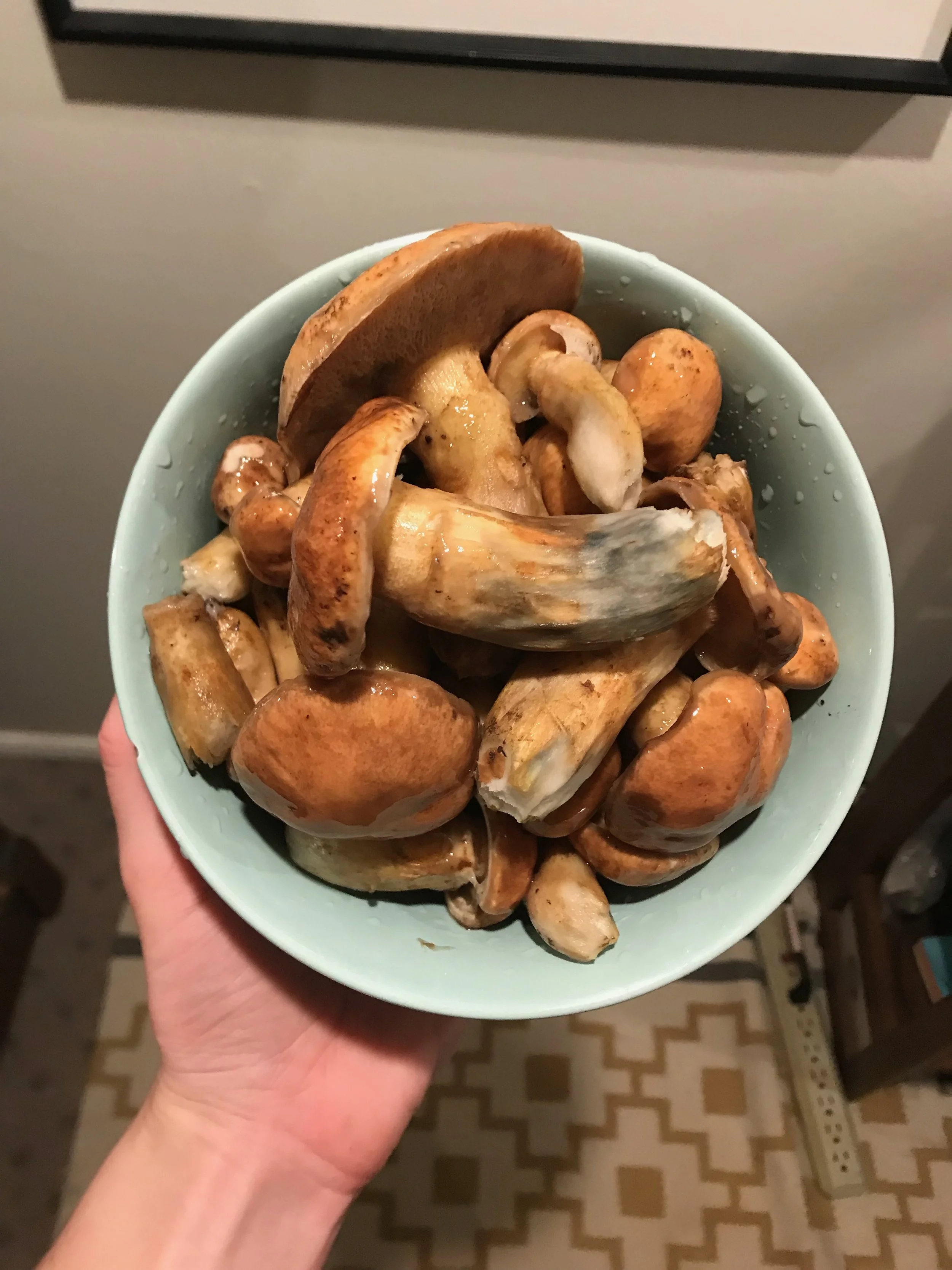 Slippery Jacks ( Suillus luteus ) sometimes get a bad rap because of their slimy caps, but once the thin, slimy outer layer is peeled off, they are great eating!