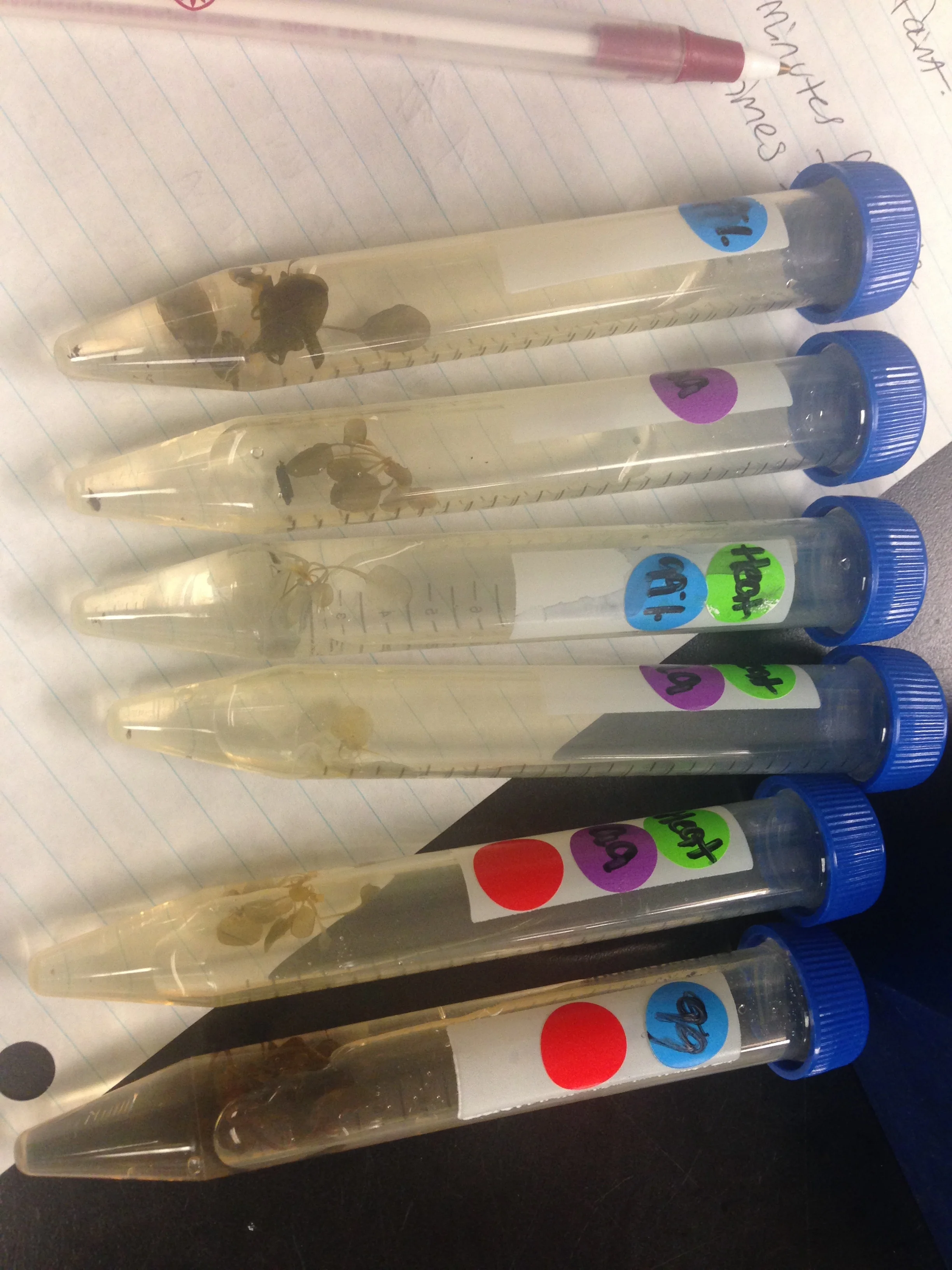 Experimental plants being “cleared” prior to imaging