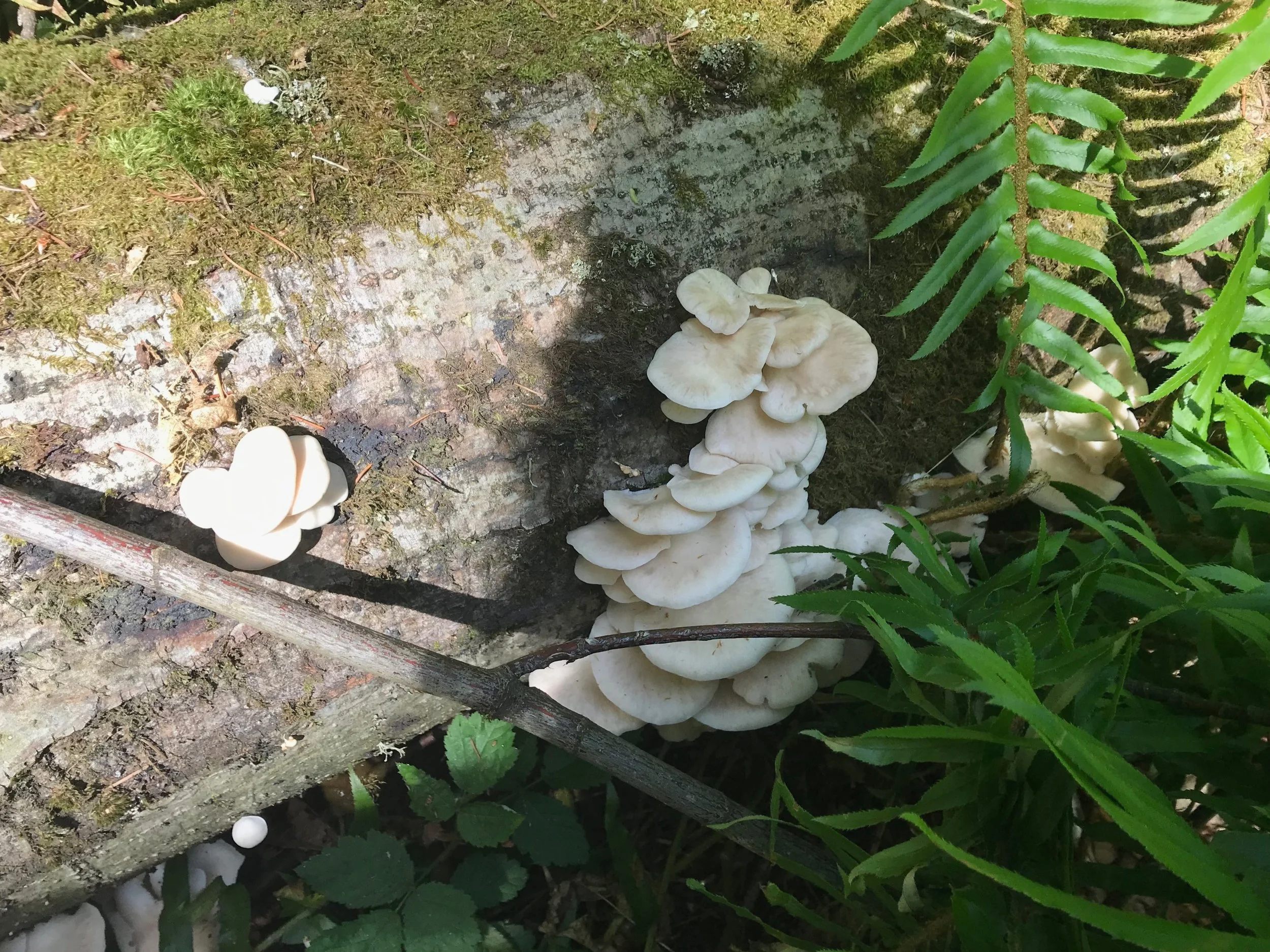Some oyster mushrooms growing wild in Discovery Park.