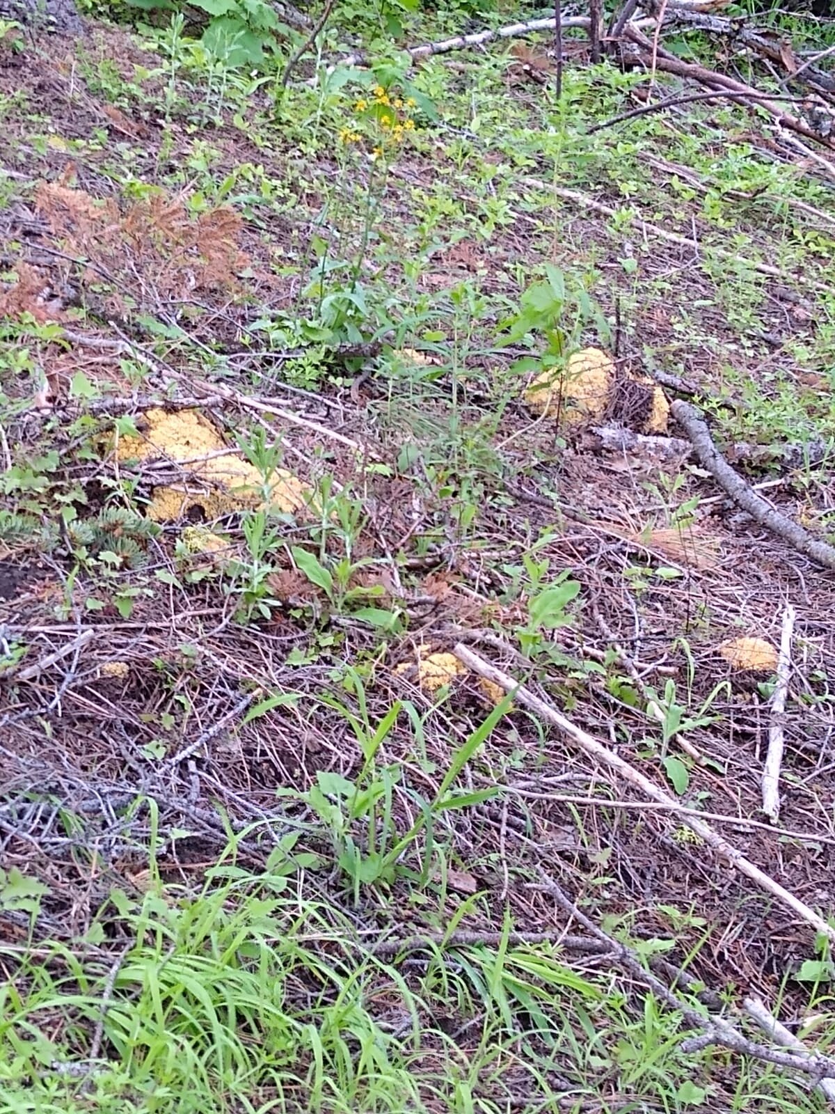 Gorgeous, massive spring Ramaria in situ