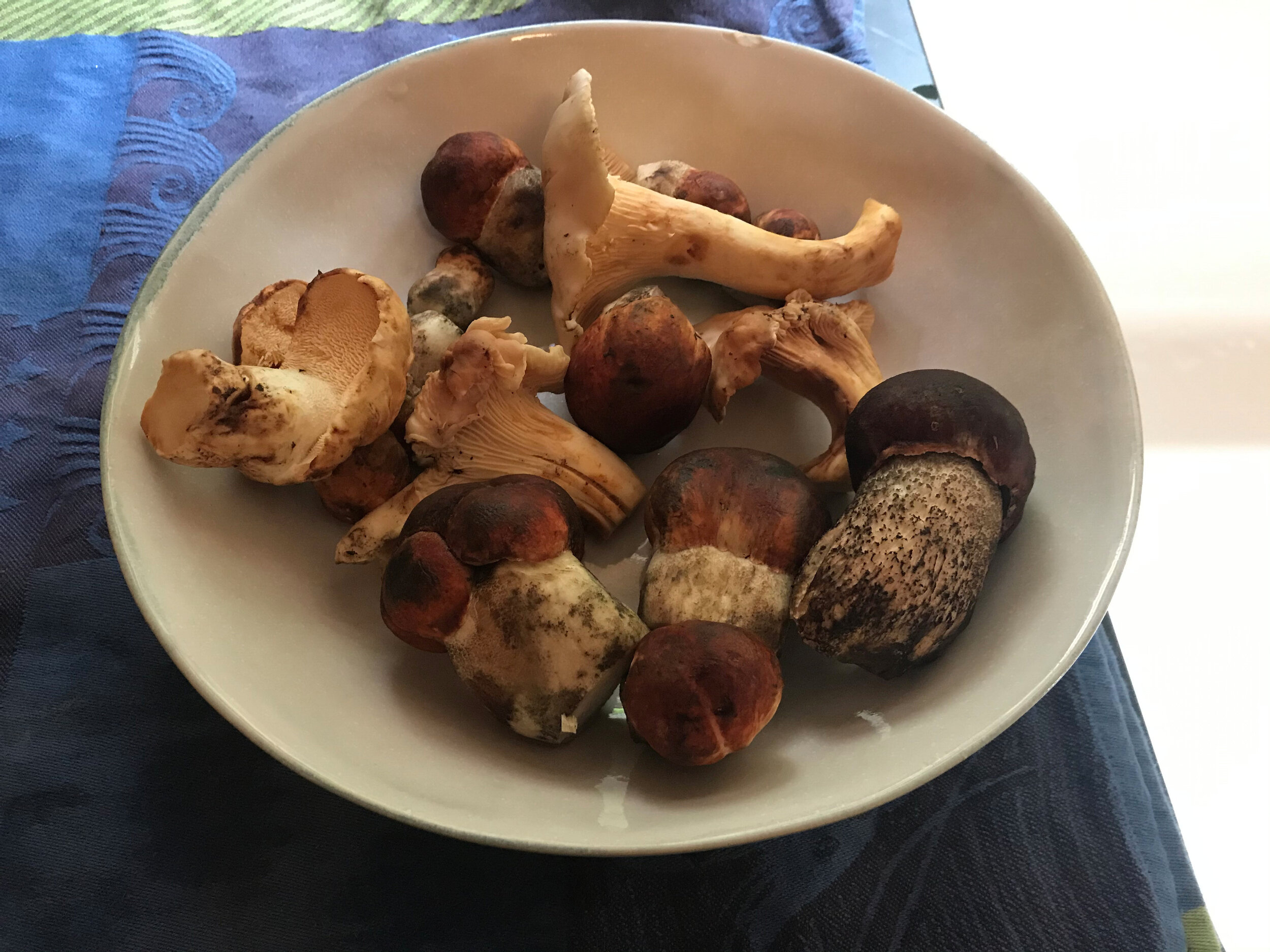 Boletes + other finds