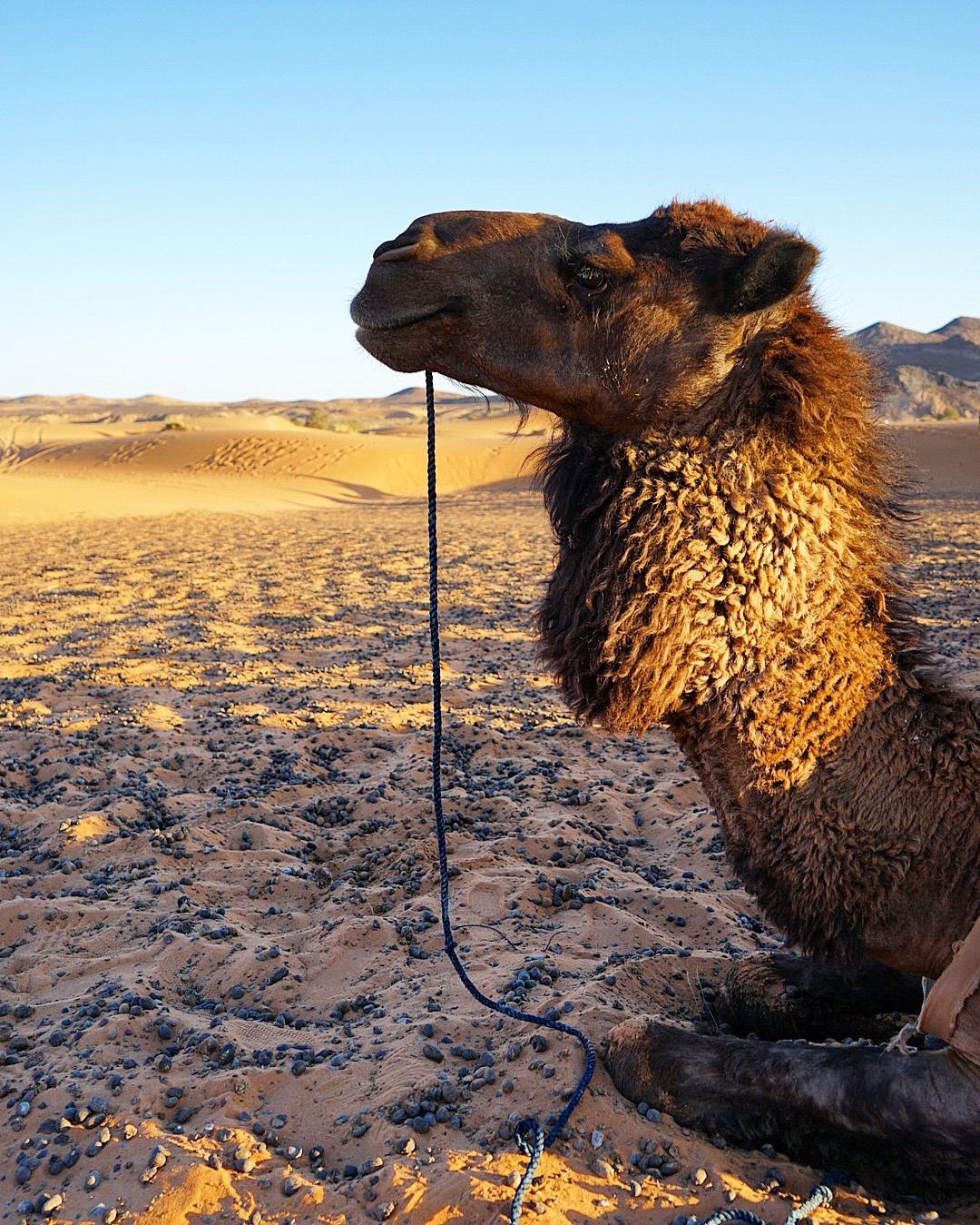 All those little "rocks" are actually camel poops 