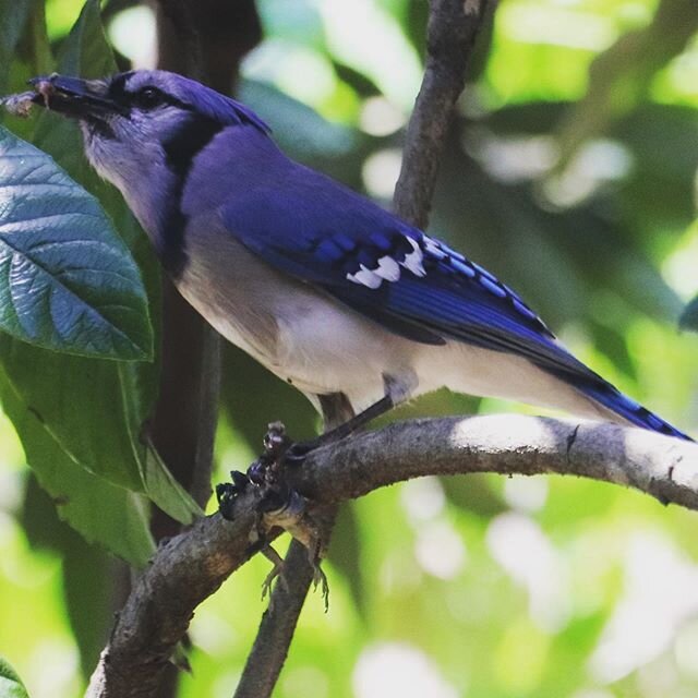 Check out what this blue jay has in its claws. These birds are fierce! #bluejays #backyardbirding #spottedbylizzie @audubonsociety #birdsofinstagram