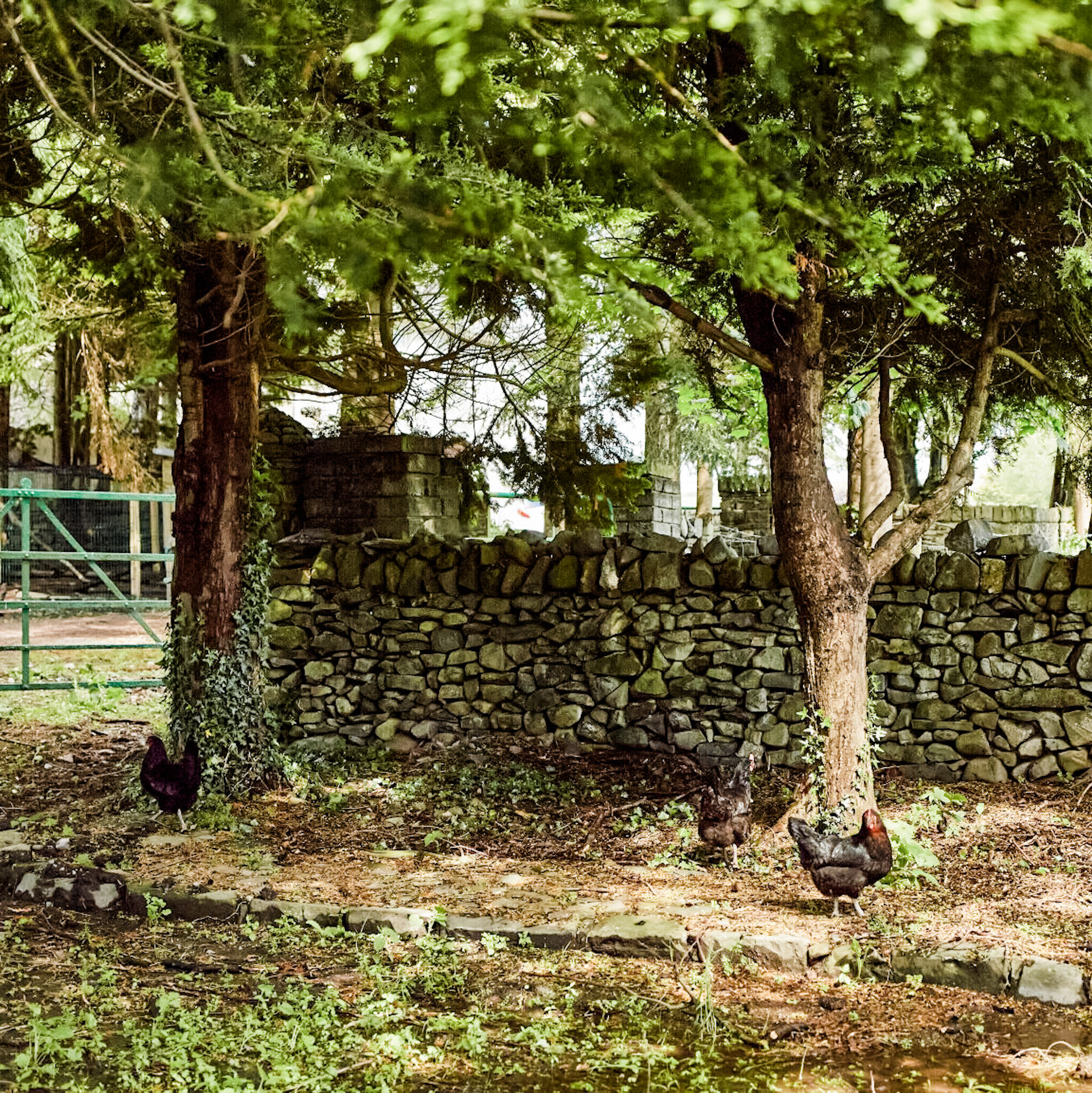 Chickens in orchard_G8A8709_SM 1.jpg