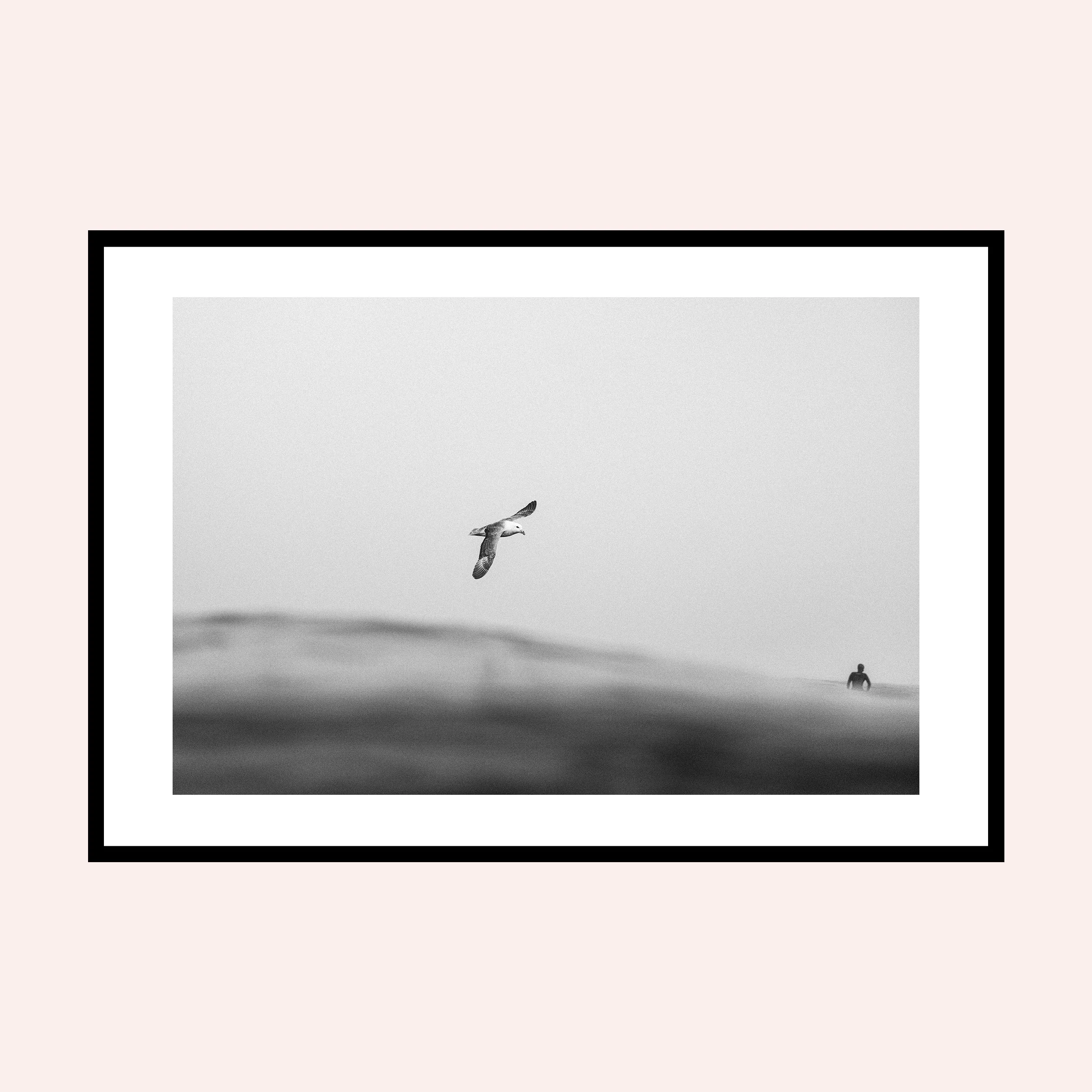 Fulmar.jpg