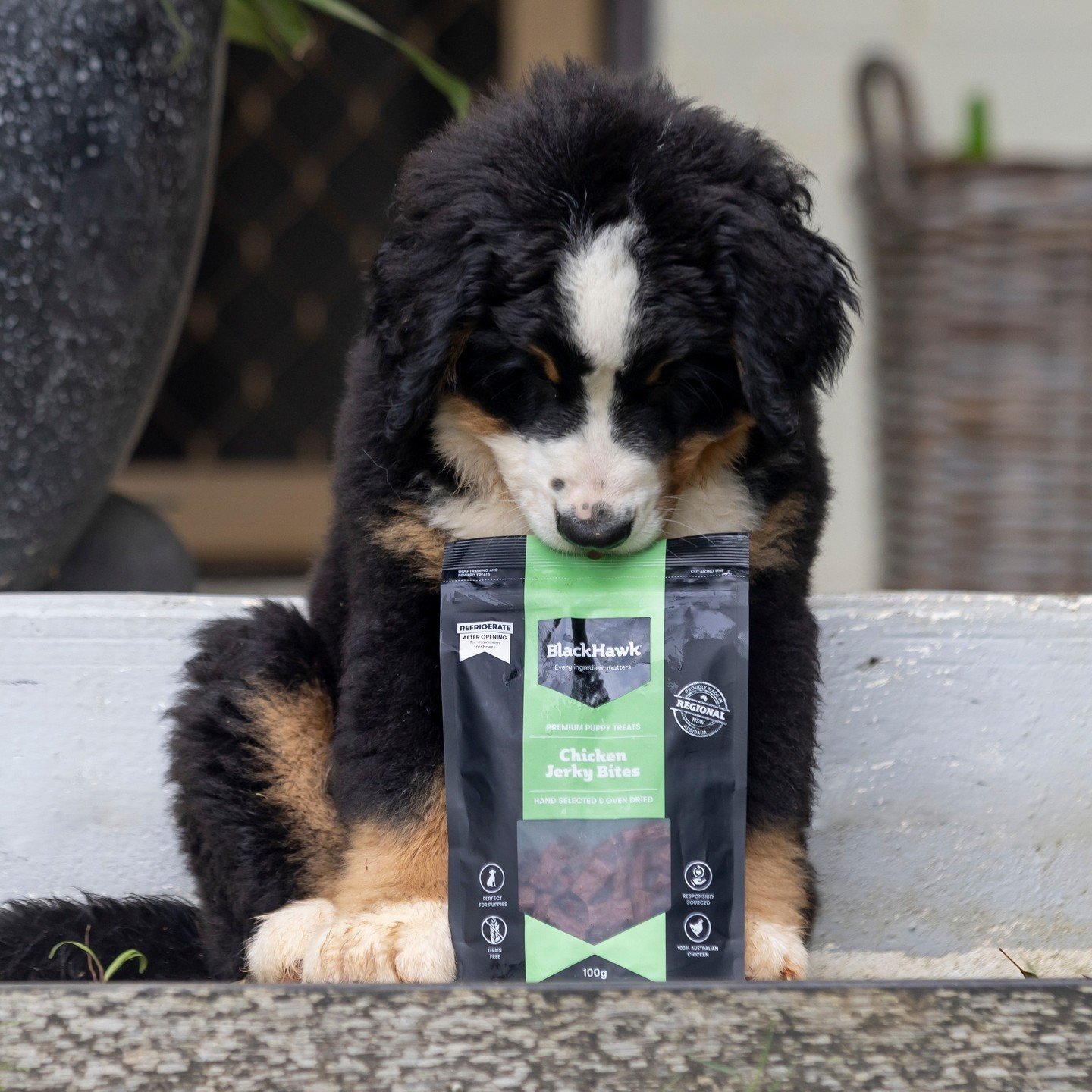 For every stage of your hardworking dog's life, @blackhawkpetcare provides complete nutrition for their high activity levels. 🐾⁠
⁠
Struggling to see growth with your social media presence? Reach out today for social media management and content crea