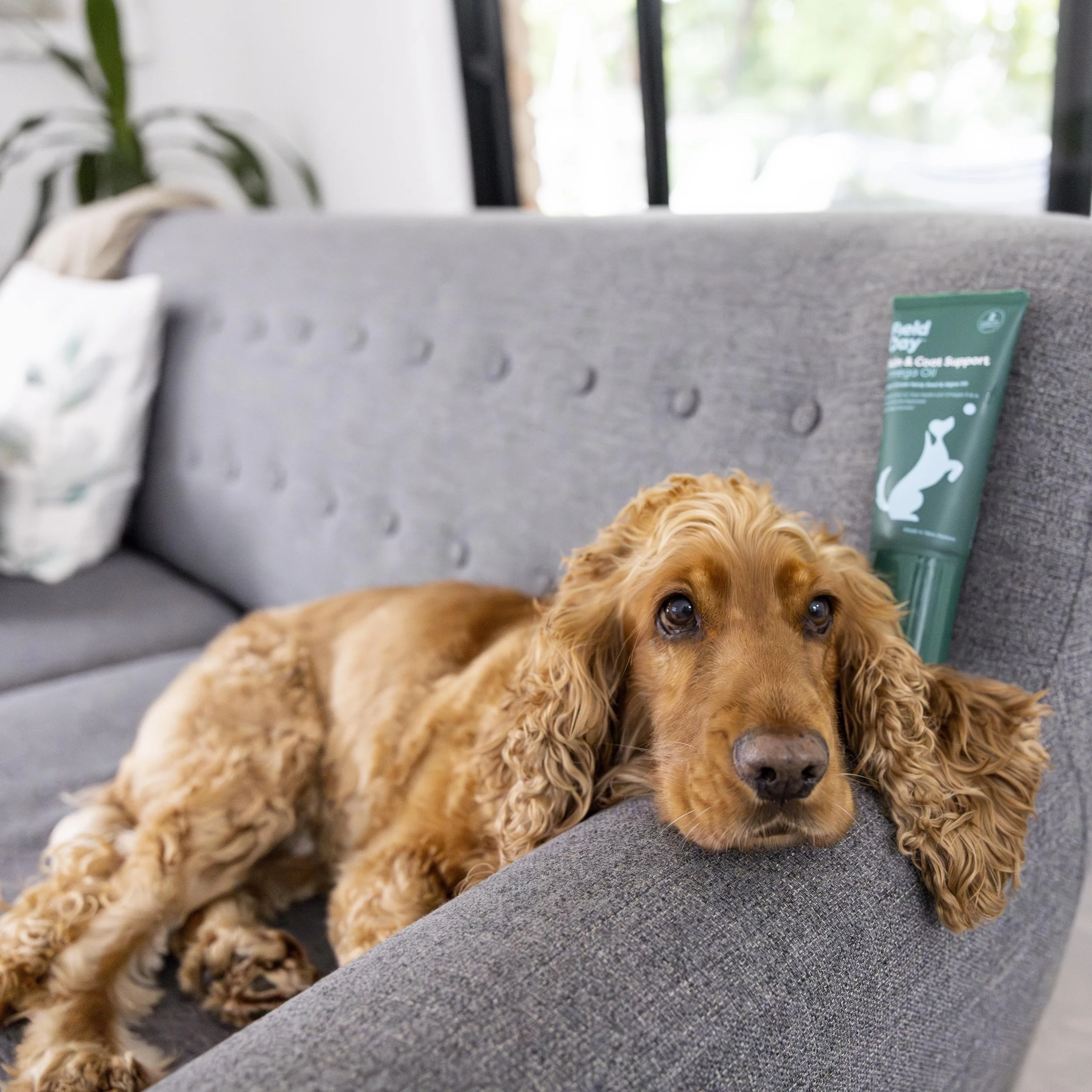 Extra Photo - Cocker Spaniel-min.jpg