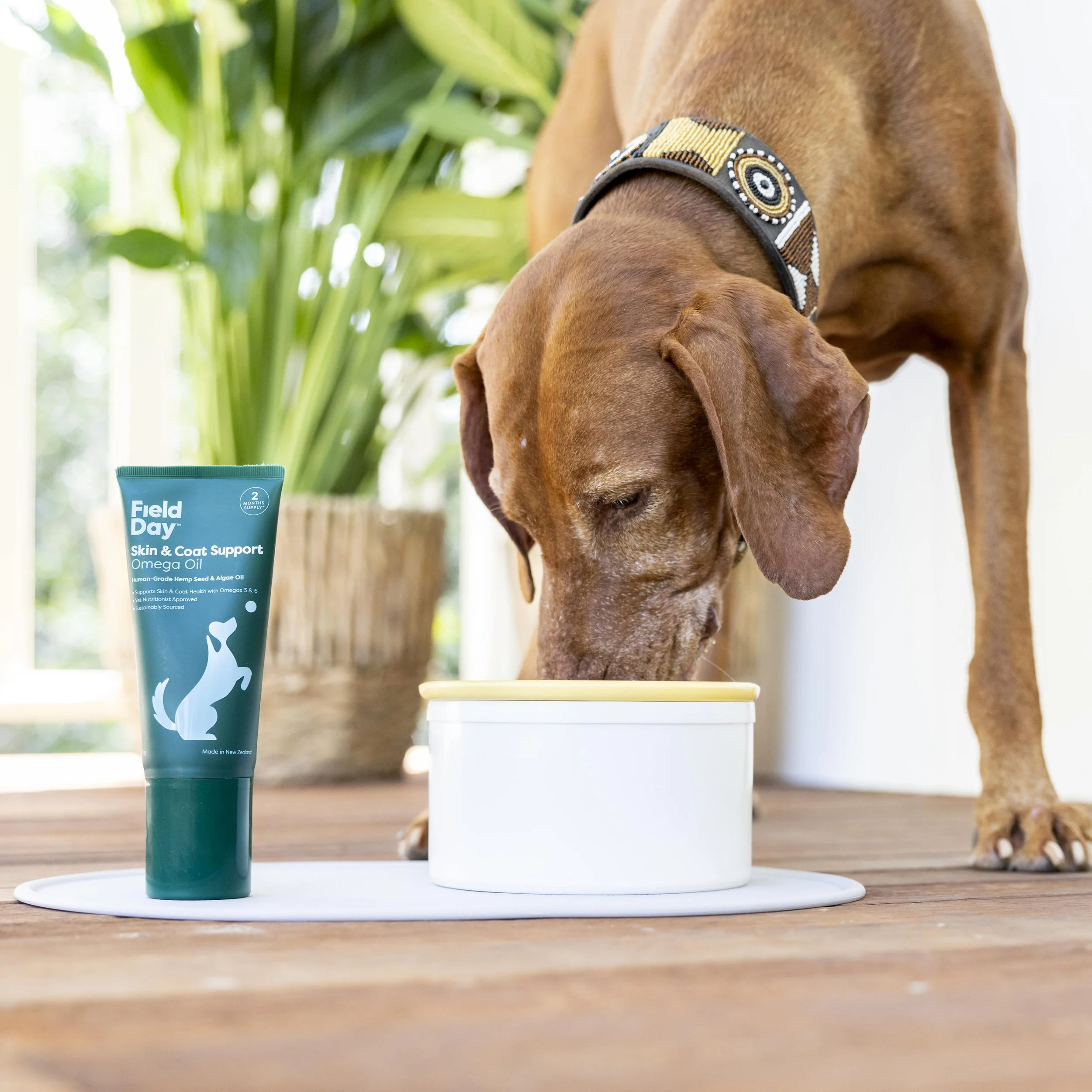 Photo #2 - Vizsla_ Skin & Coat-min.jpg