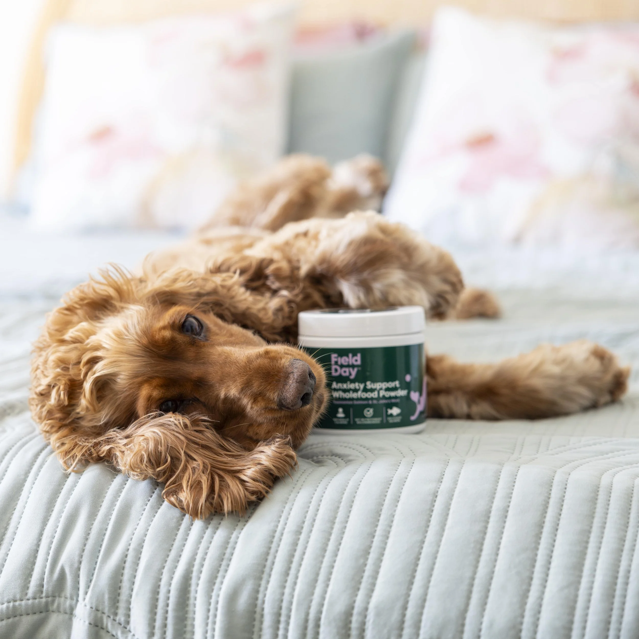 Photo #8 - Cocker Spaniel_ Anxiety Support-min.jpg