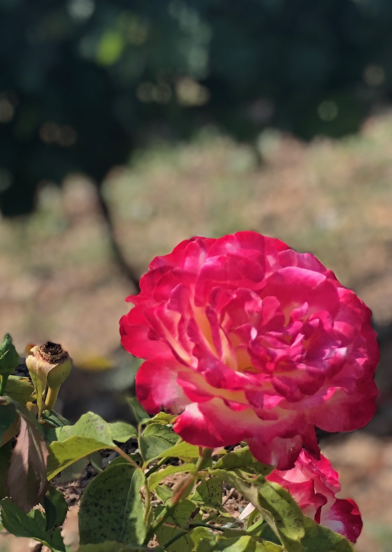 Camino Rose.