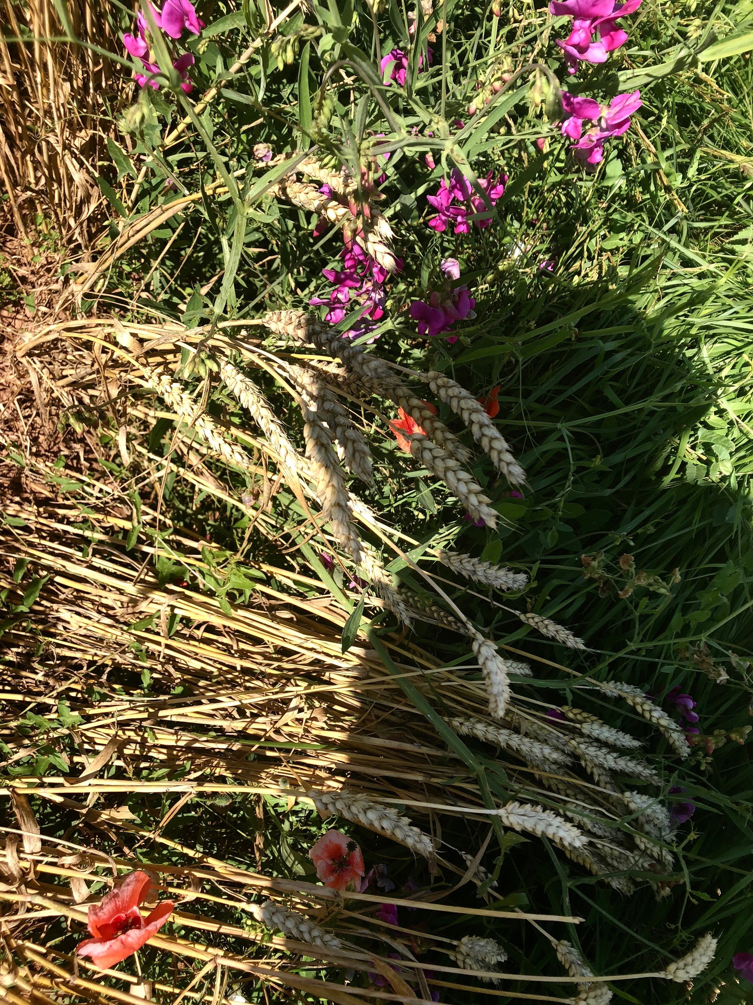 IMG_1977.jpeg