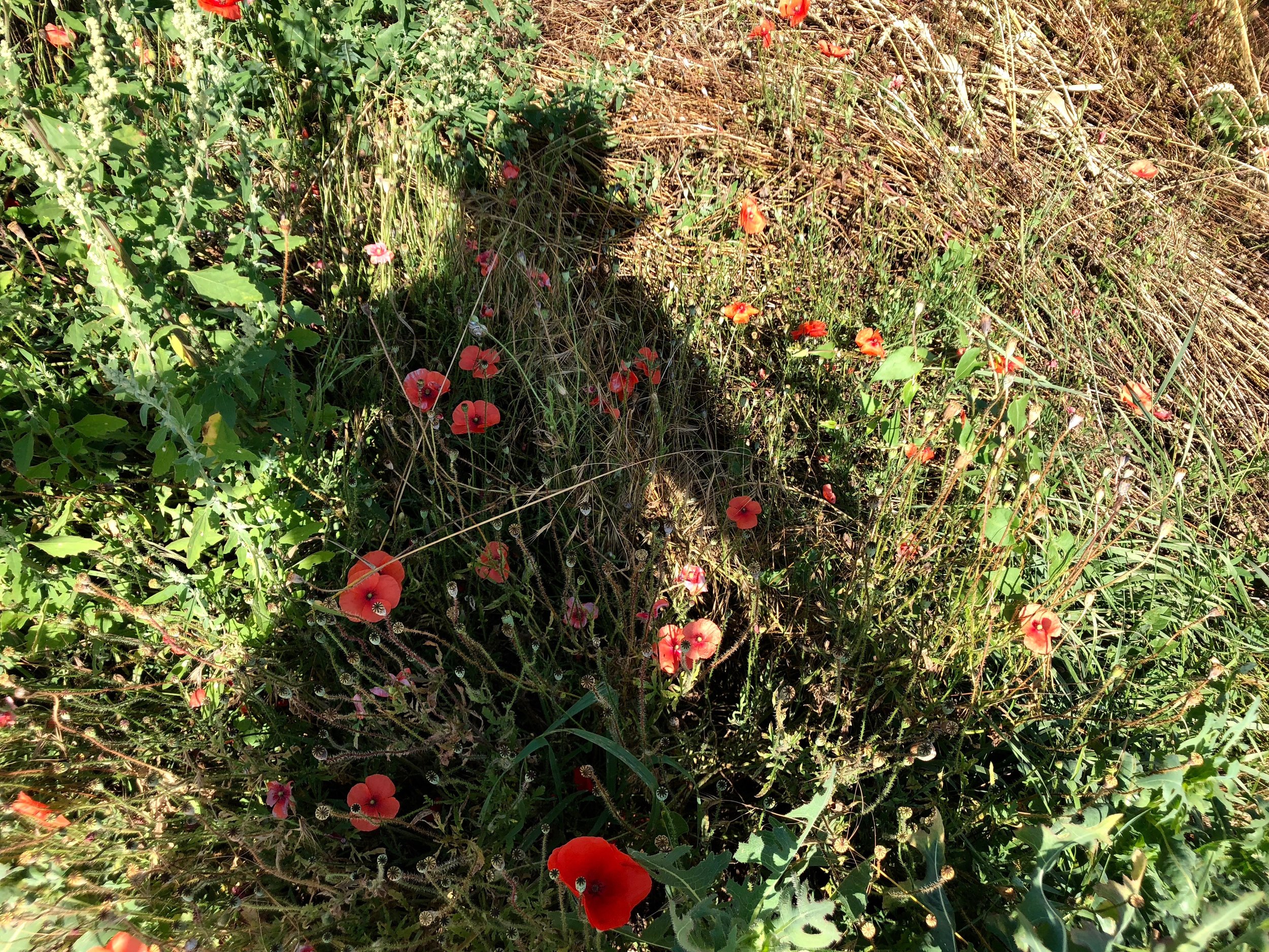 IMG_1162 2.jpeg