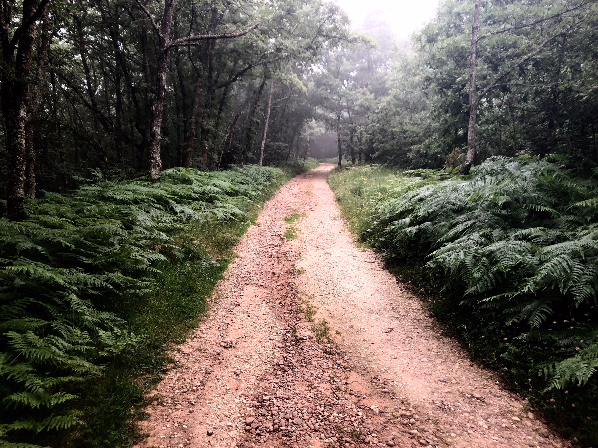 Good-bye for now Camino de Santiago…until we meet again.